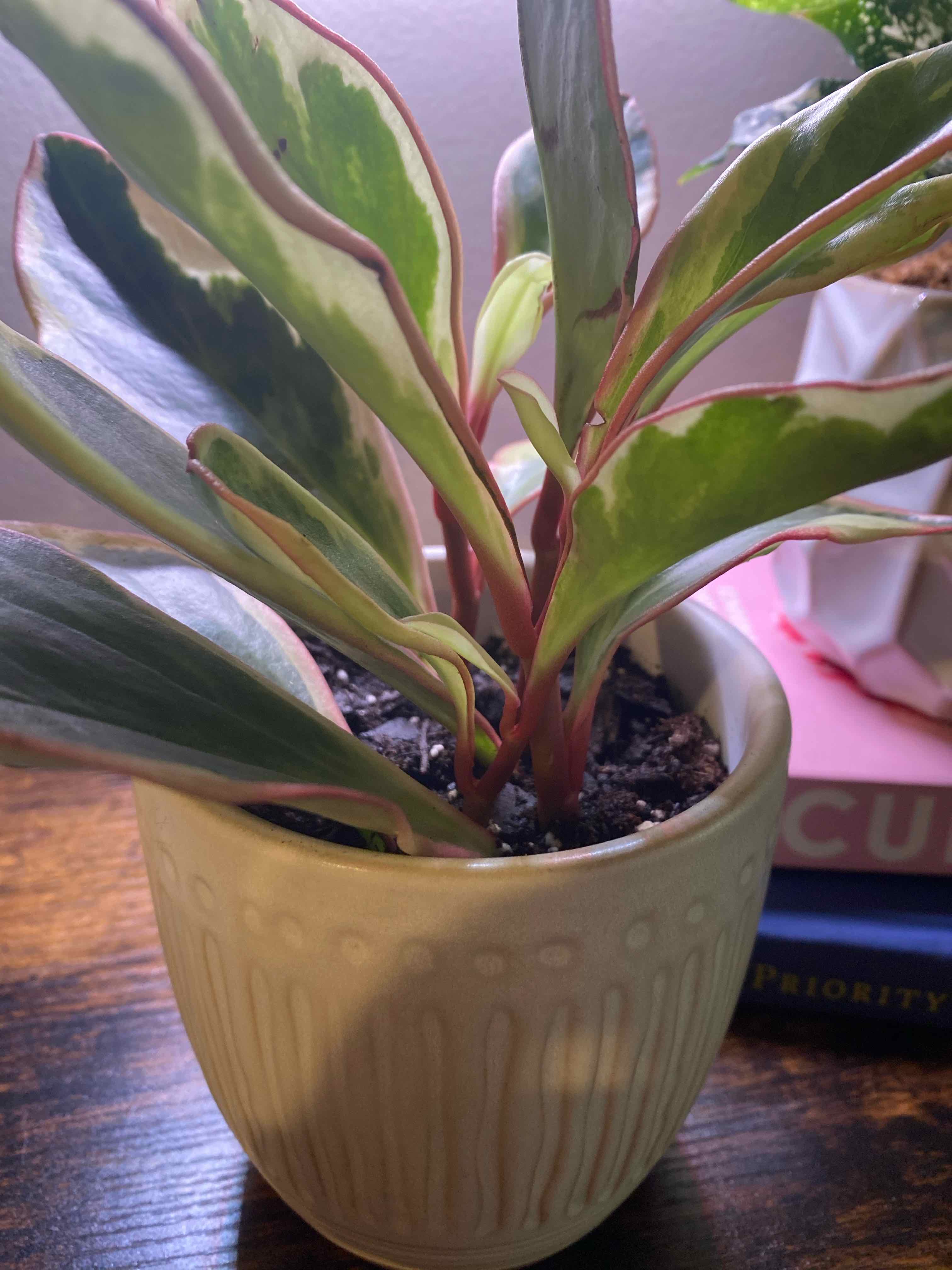Potted Jelly Plant with variegated green and white leaves, healthy appearance.