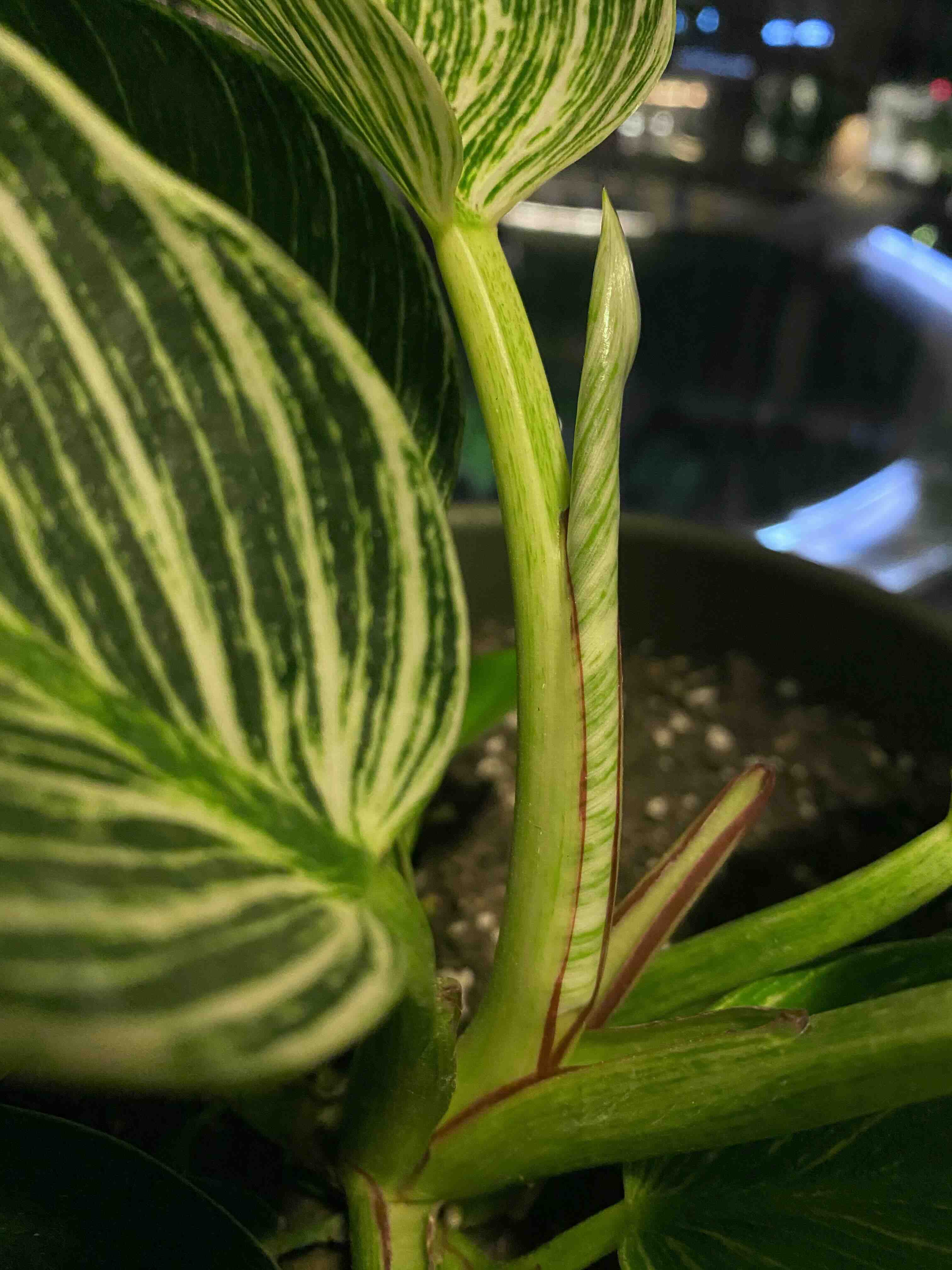 Philodendron Birkin plant with variegated leaves, healthy and well-framed.