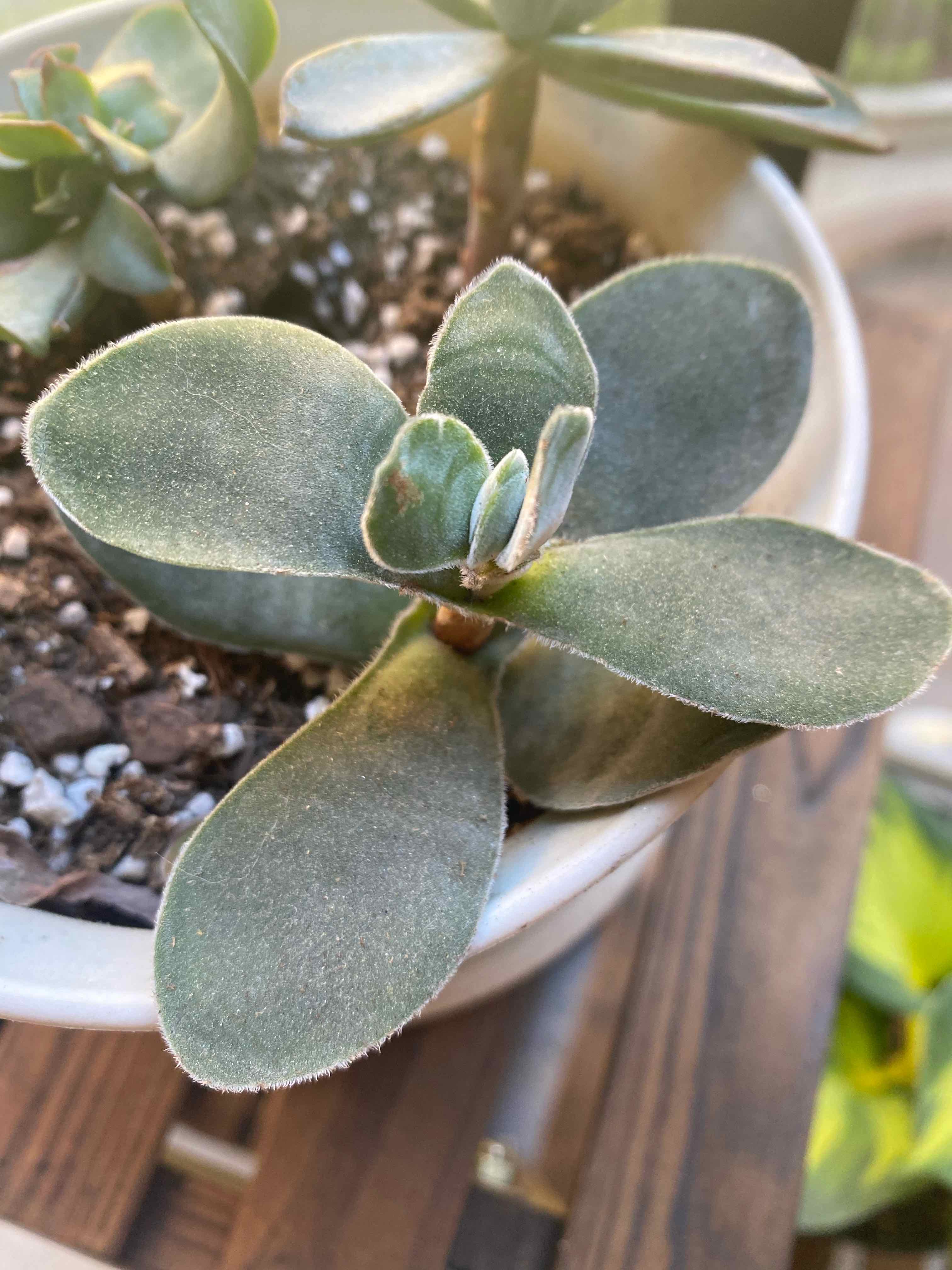Bear's Paw plant in a pot with healthy, thick, and fleshy leaves.