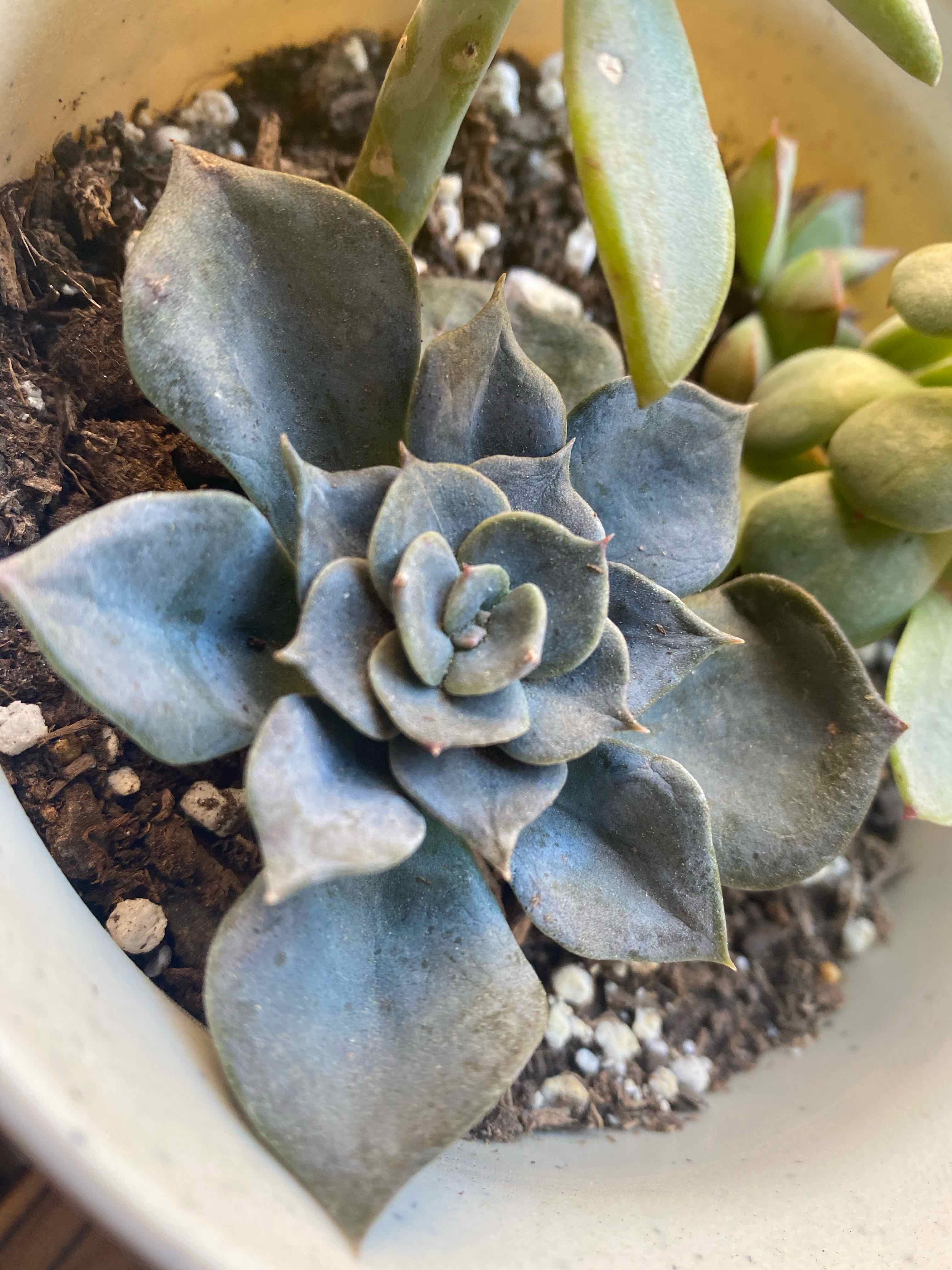 Ghost Echeveria plant in a pot with visible soil and slight discoloration.
