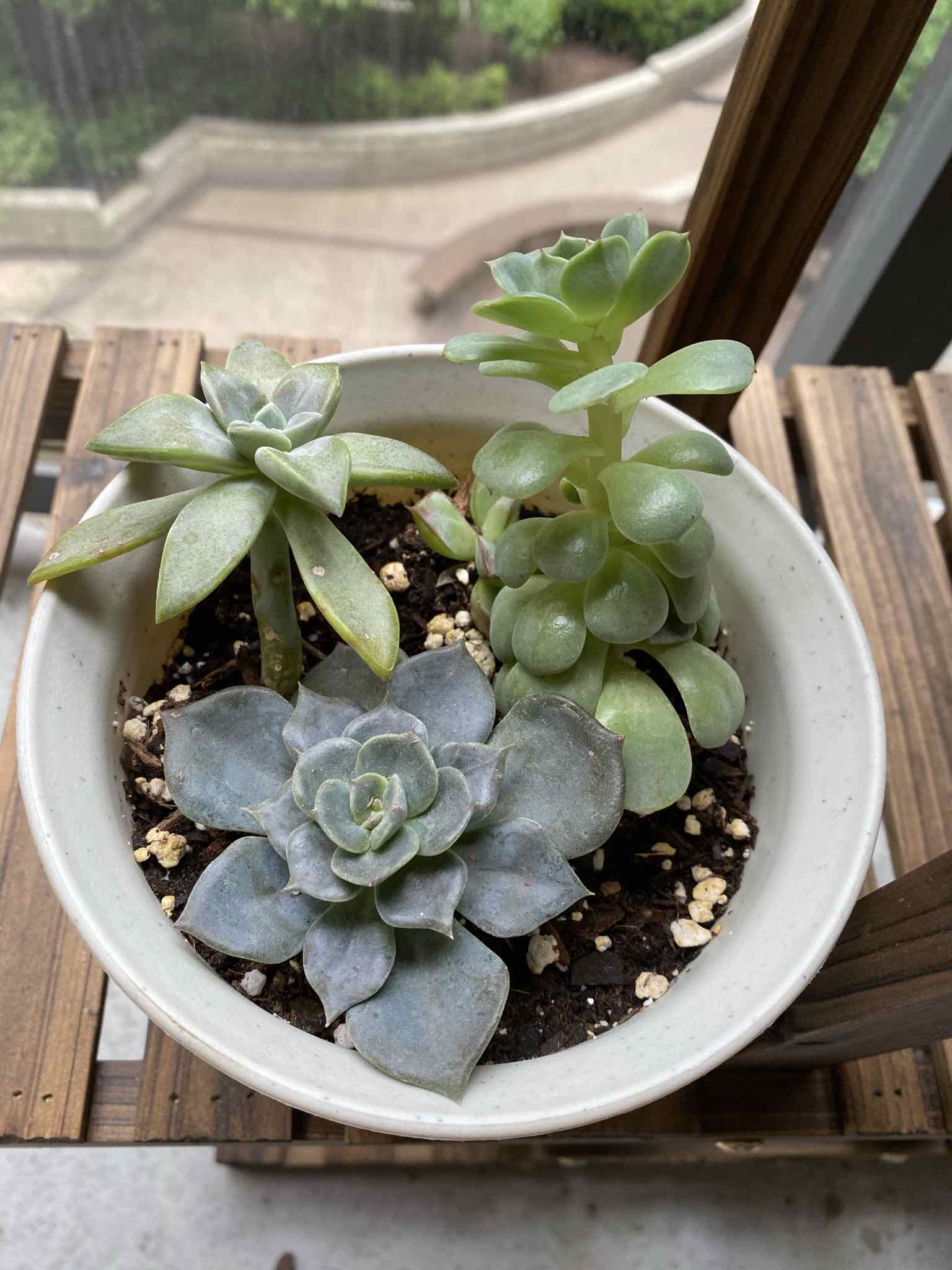 Potted arrangement of succulents, including a Ghost Echeveria, with visible soil.