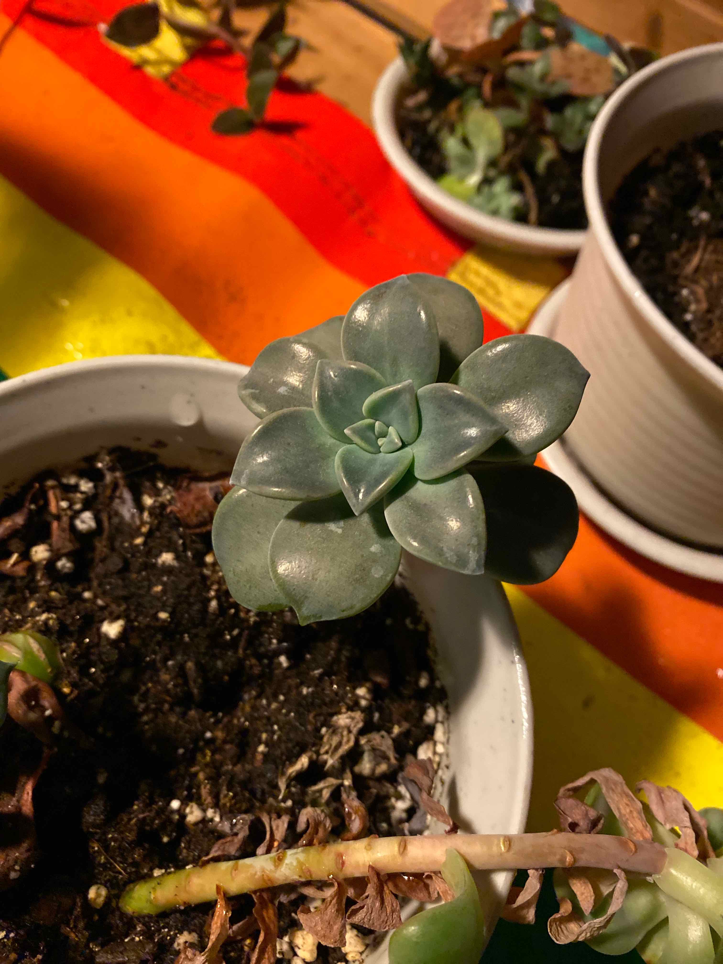 Ghost Echeveria plant in a pot with visible soil, appears healthy.