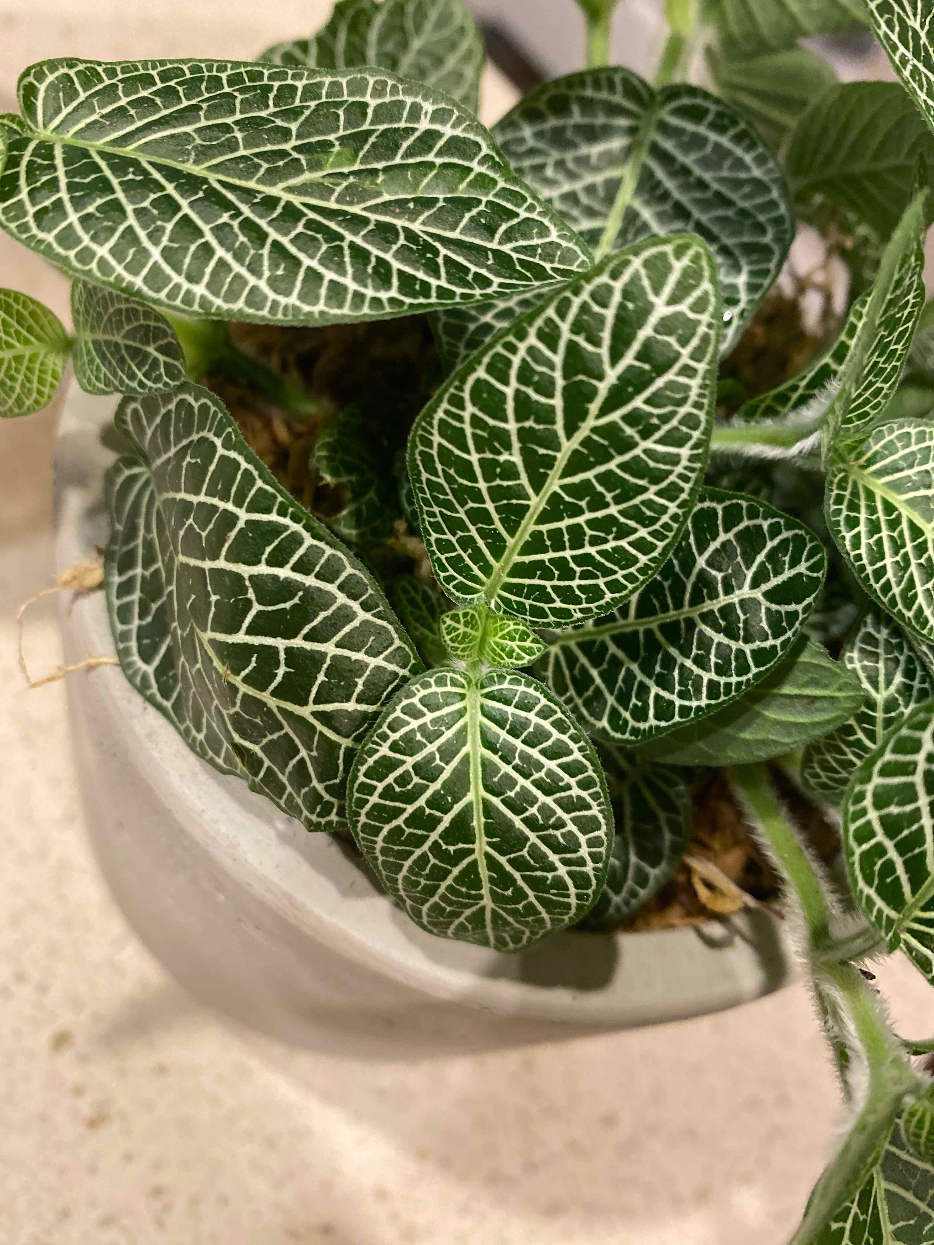 Healthy Nerve Plant (Fittonia) with vibrant green leaves and white veins in a pot.