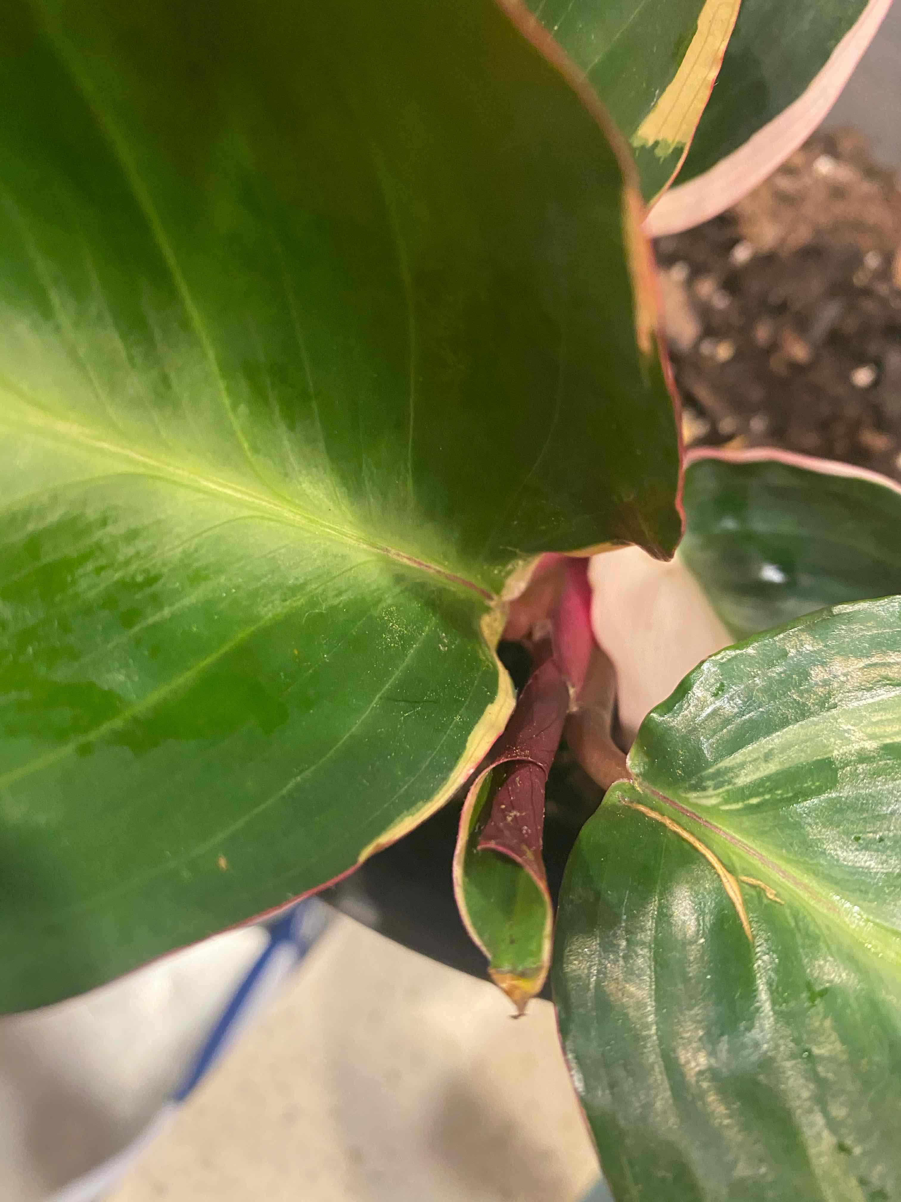 Triostar Stromanthe plant with green leaves and pink edges, some browning visible.