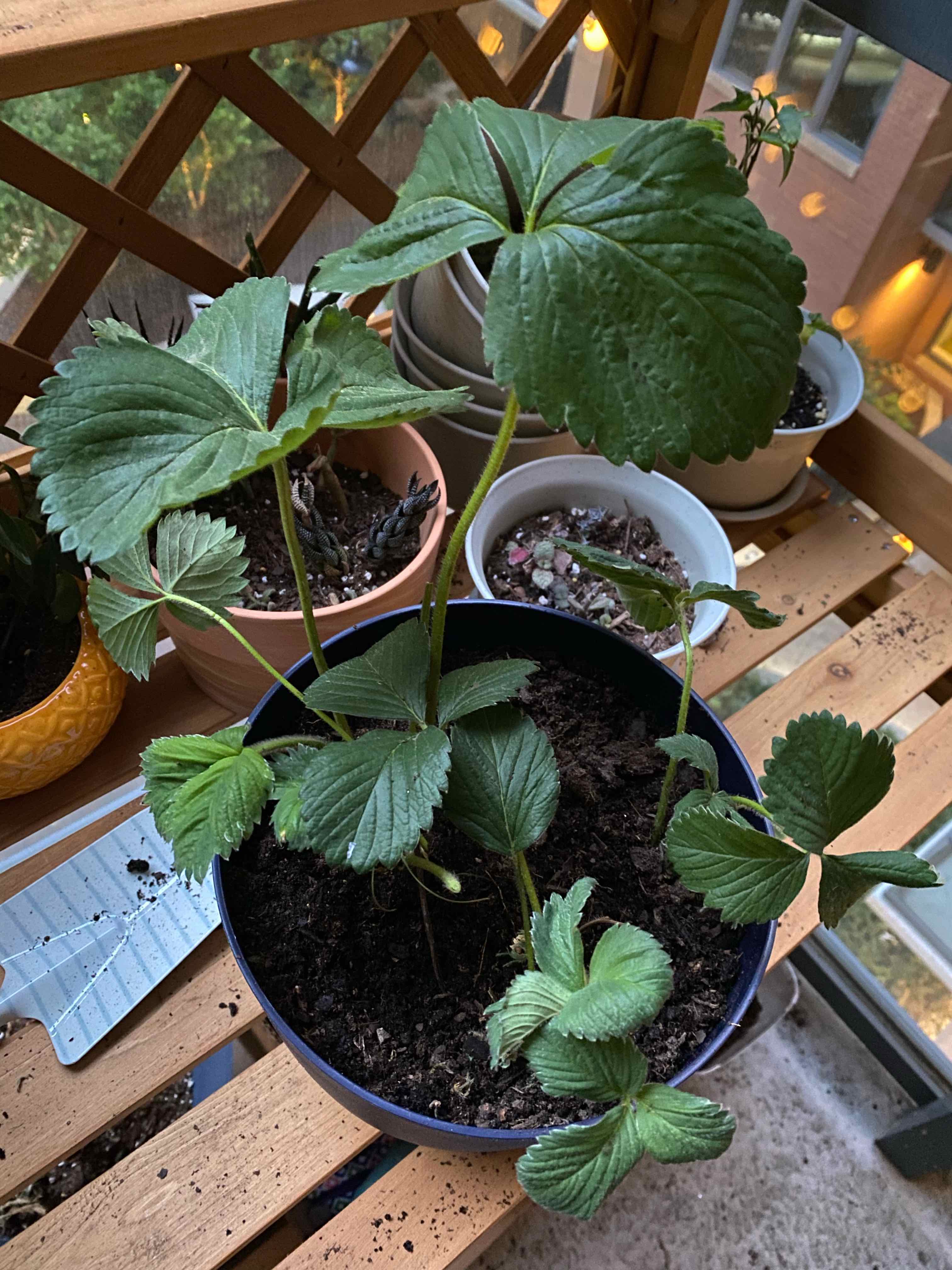 Potted California Strawberry plant with healthy green leaves on a wooden shelf.