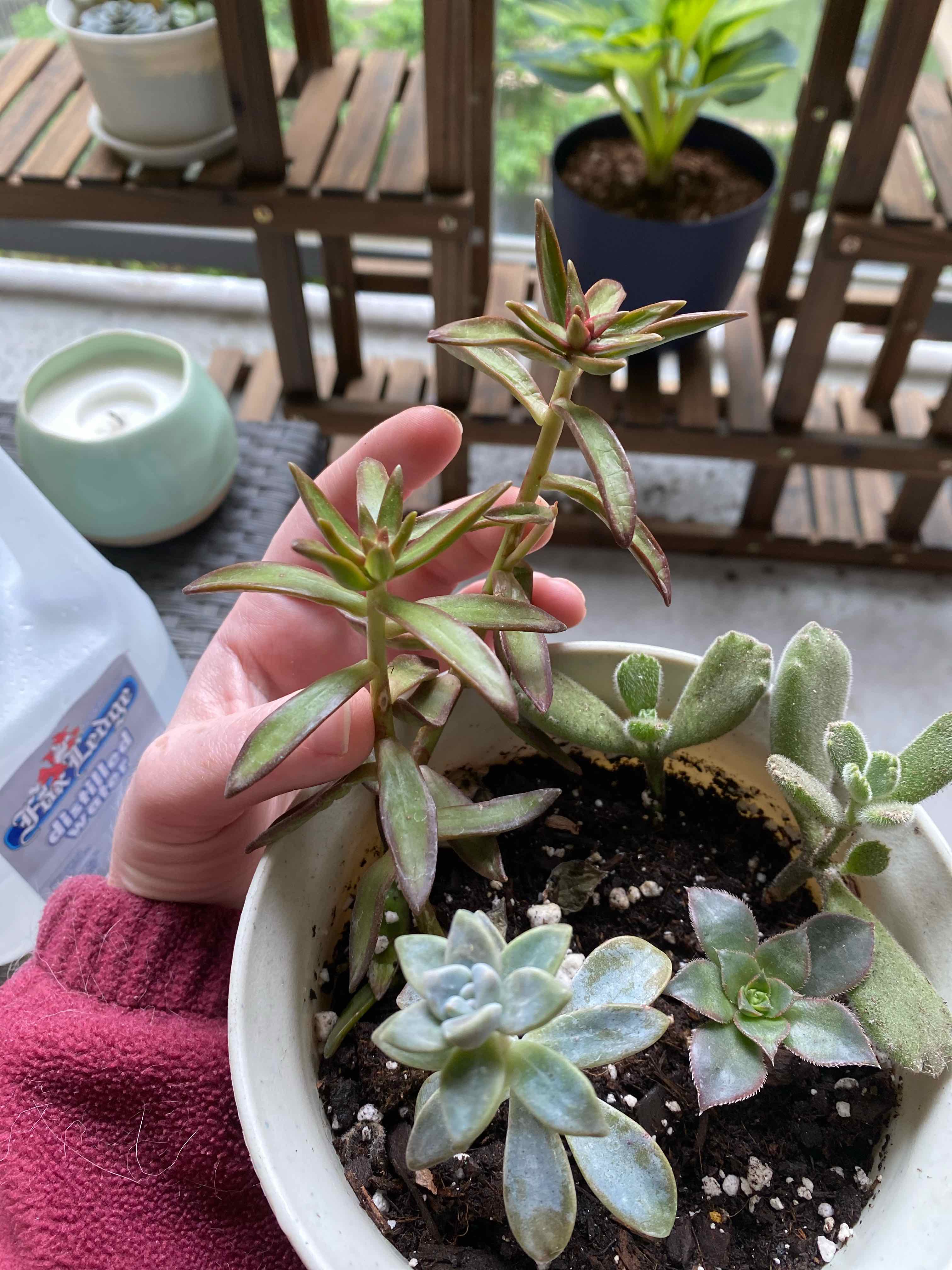 Potted Red Pagoda plant with visible soil and healthy leaves, held by a hand.