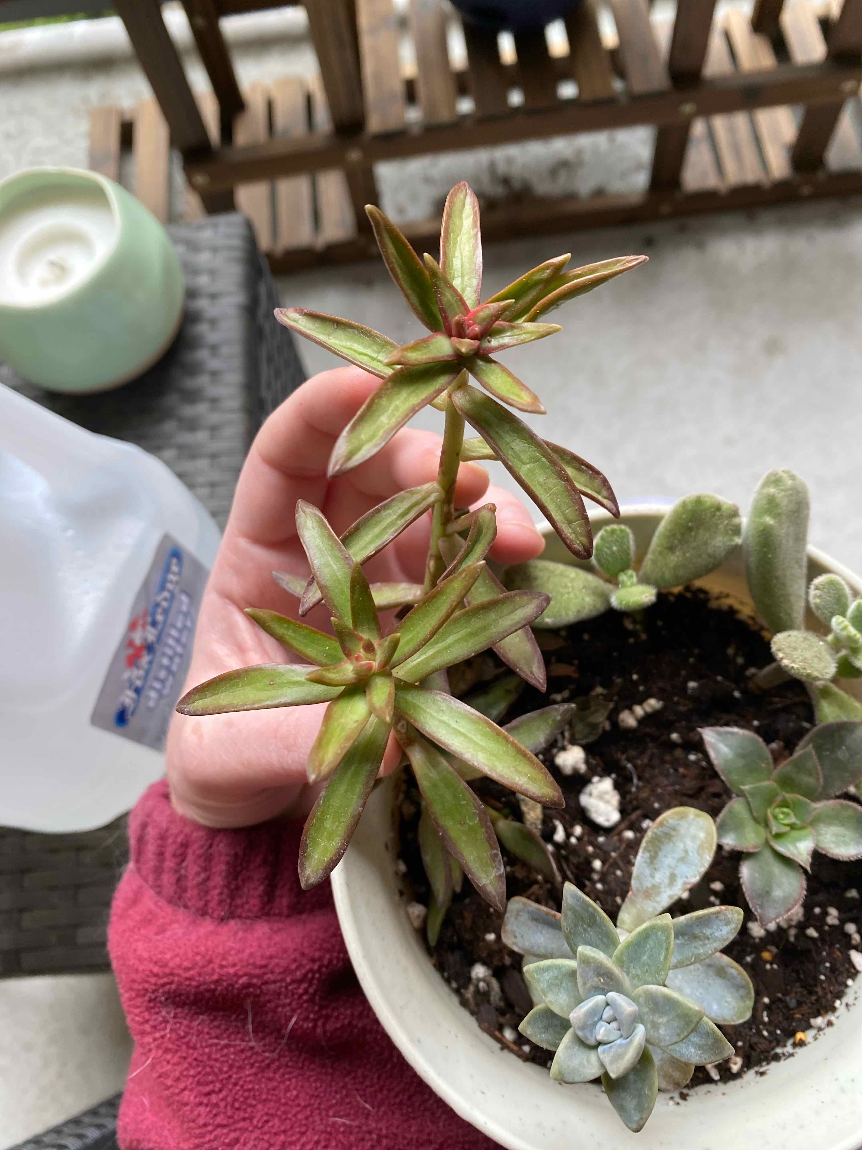 Potted Red Pagoda plant held by a hand, with visible soil and other succulents.
