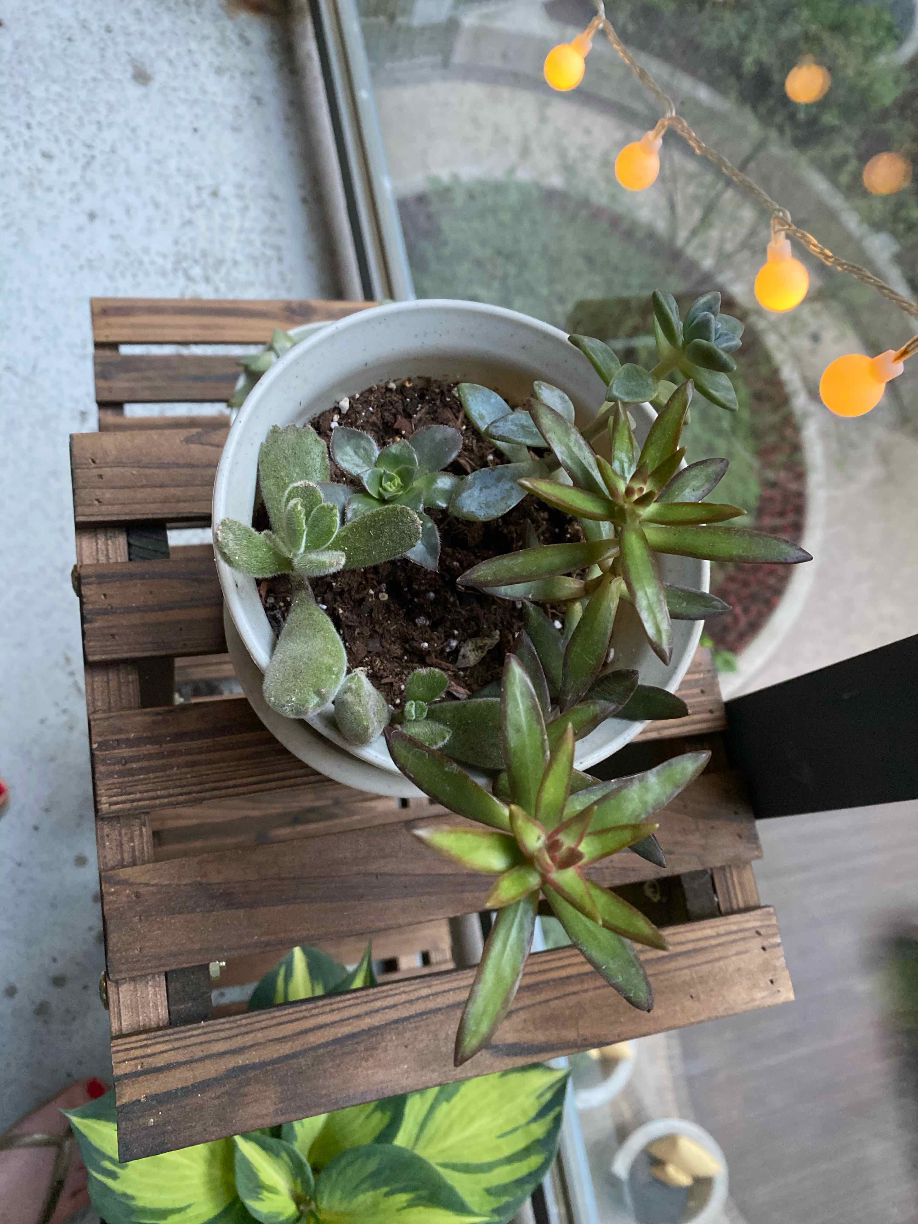 Potted Red Pagoda plant on a wooden stand by a window, with visible soil and healthy foliage.