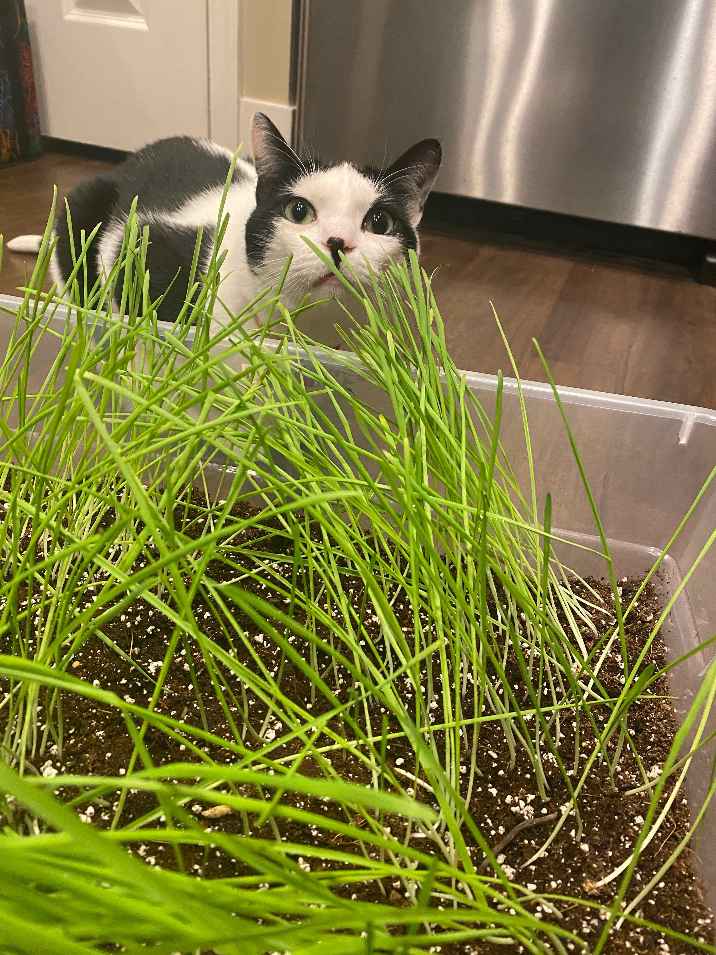 Healthy wheatgrass plant growing in a container with visible soil and a cat nearby.