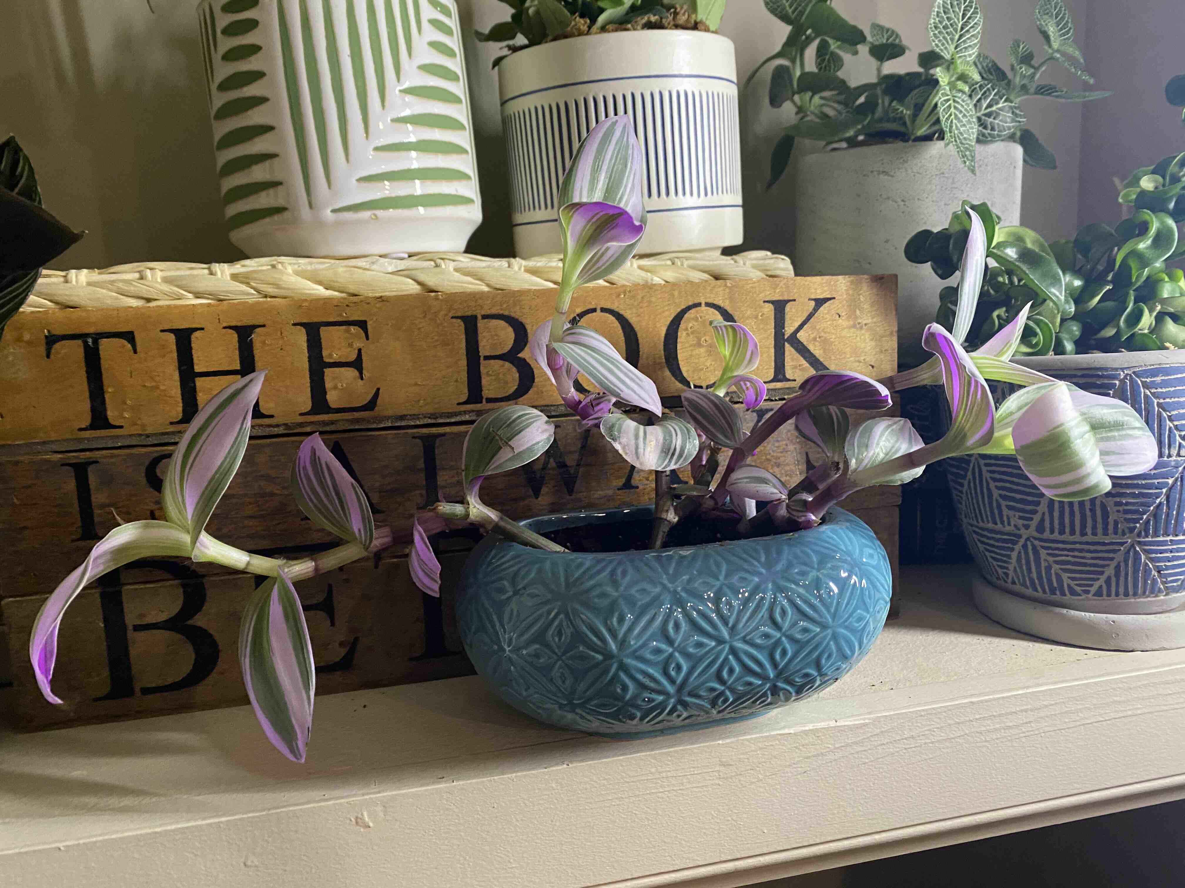 Tradescantia Nanouk plant in a blue pot on a shelf, surrounded by other plants.