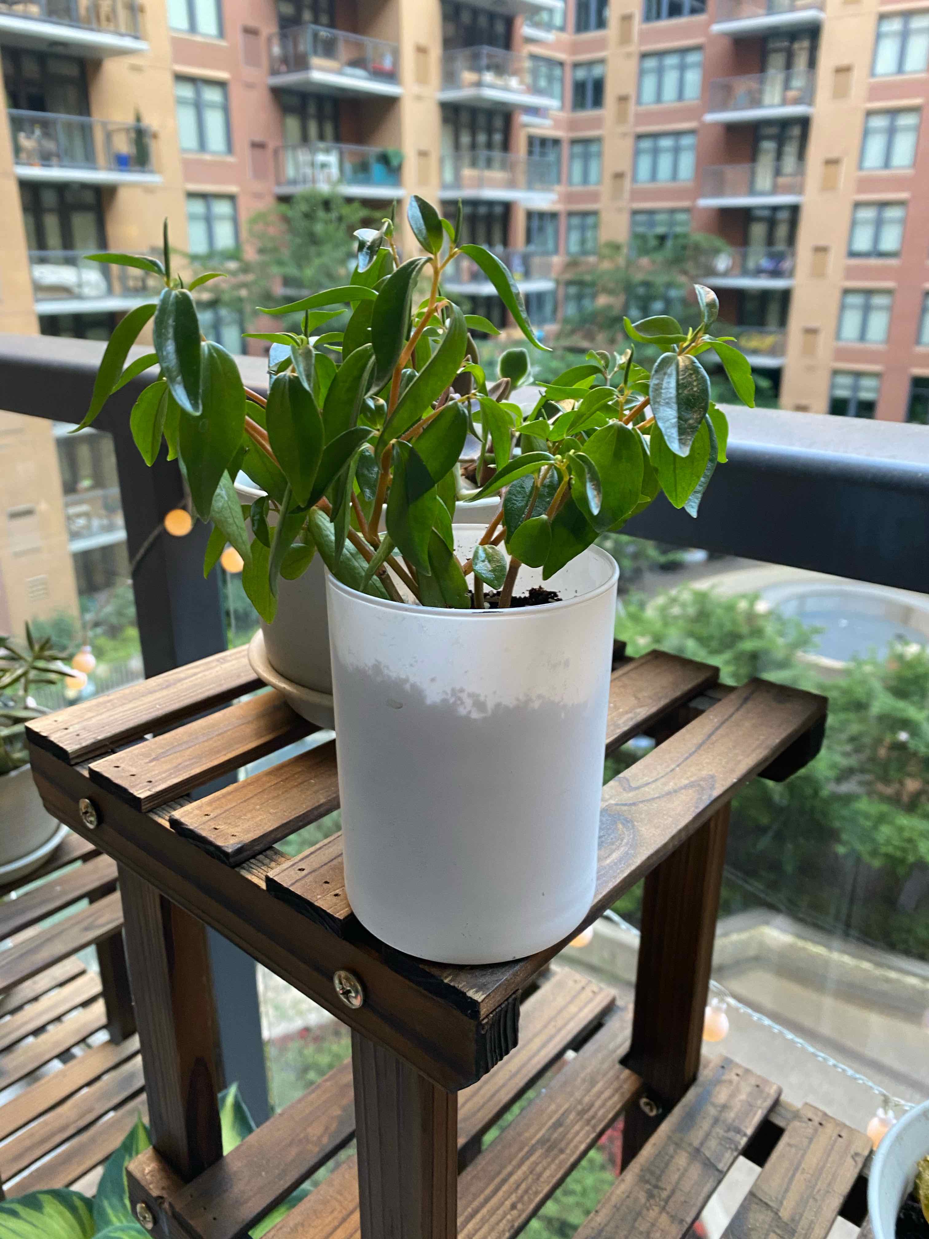 Peperomia trinervula plant on a wooden stand on a balcony, appears healthy.