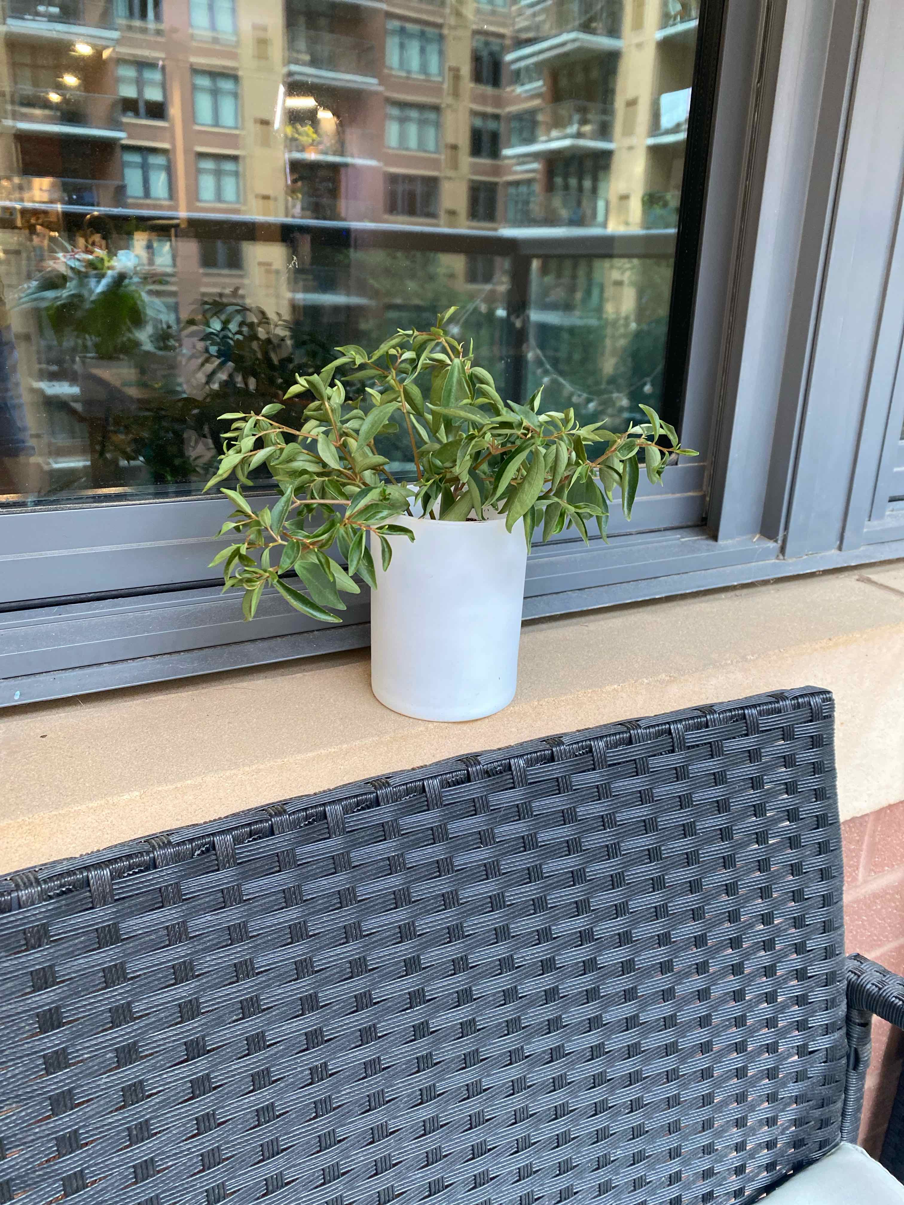 Peperomia trinervula plant in a white pot on a windowsill with buildings in the background.