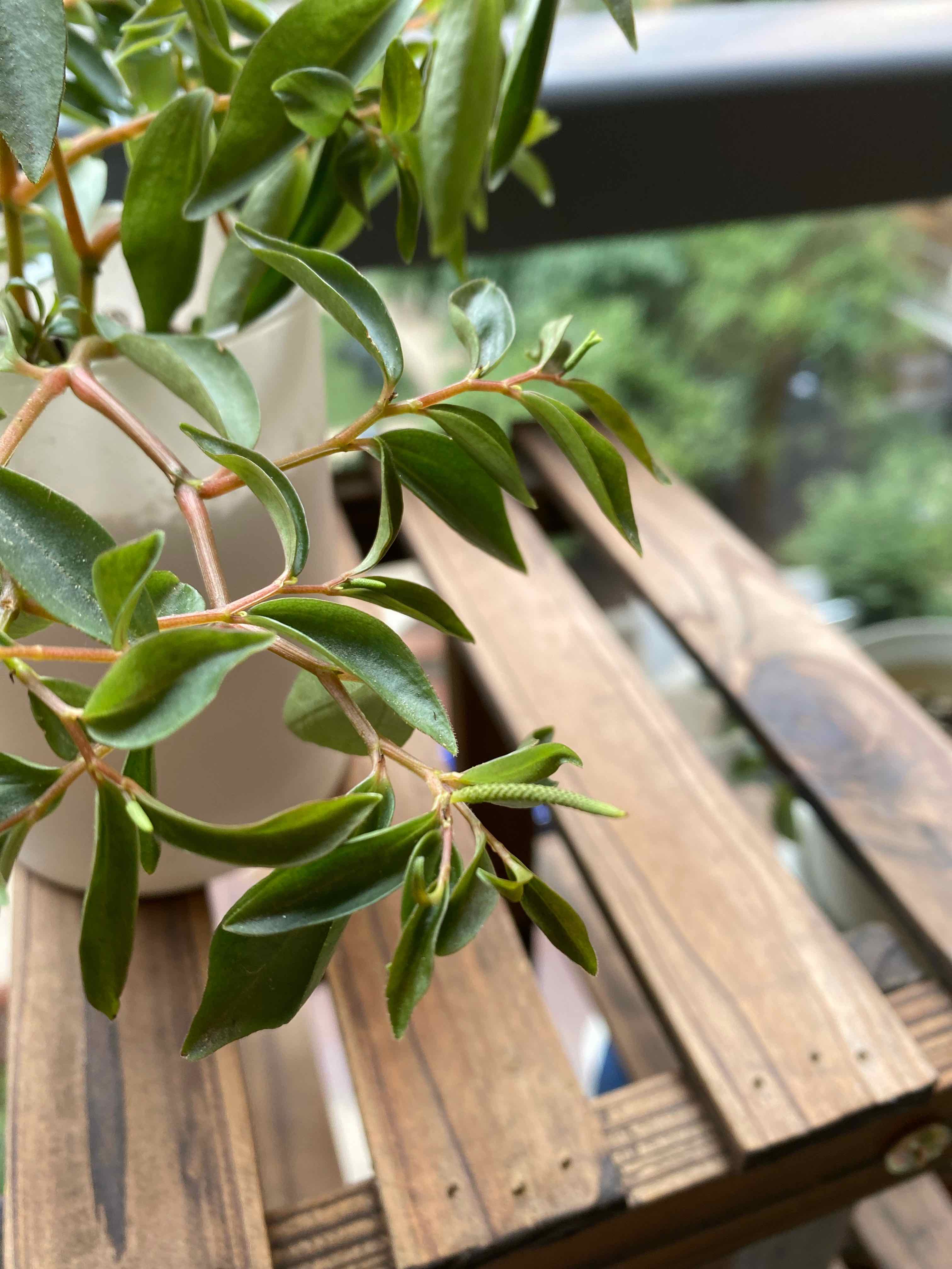 Peperomia trinervula plant on a wooden surface, healthy green leaves.