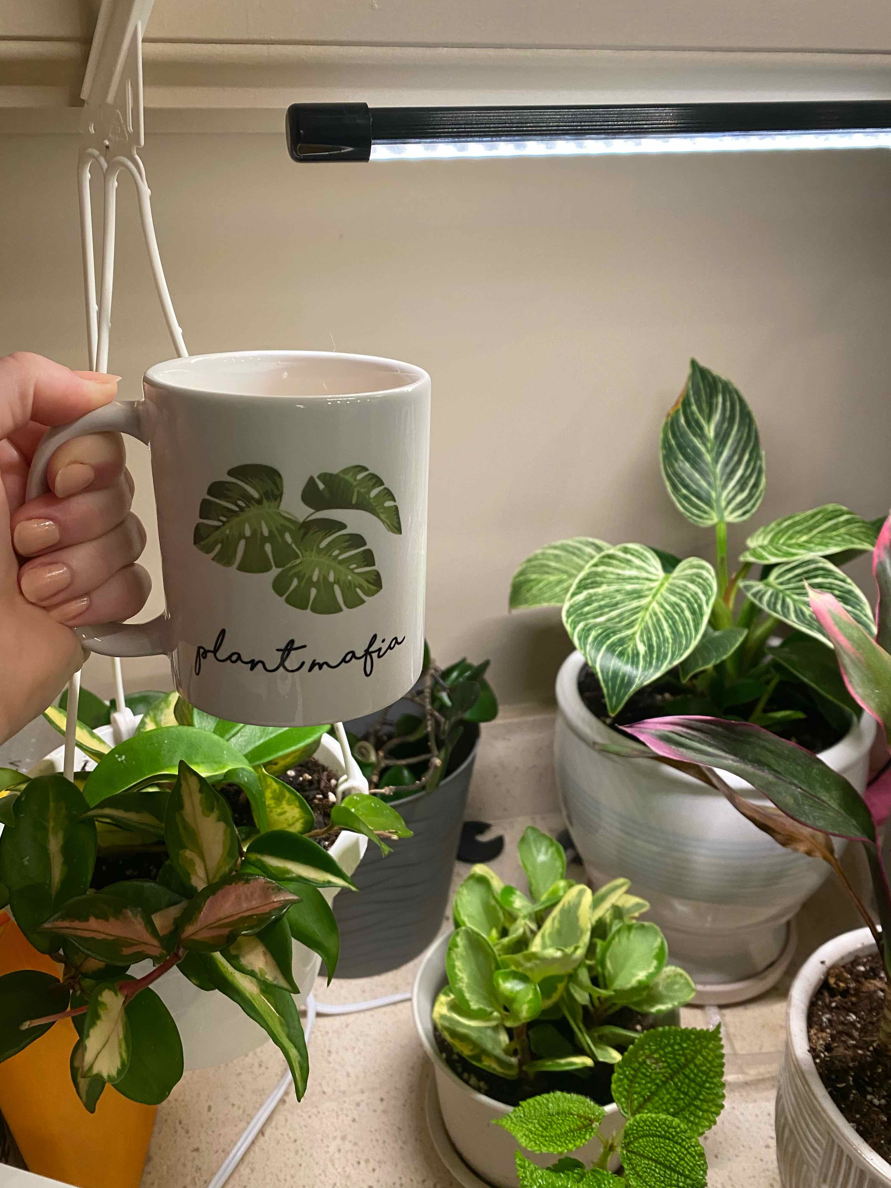 Multiple potted plants under a grow light, including a Golden Gate Peperomia. A hand holds a mug.