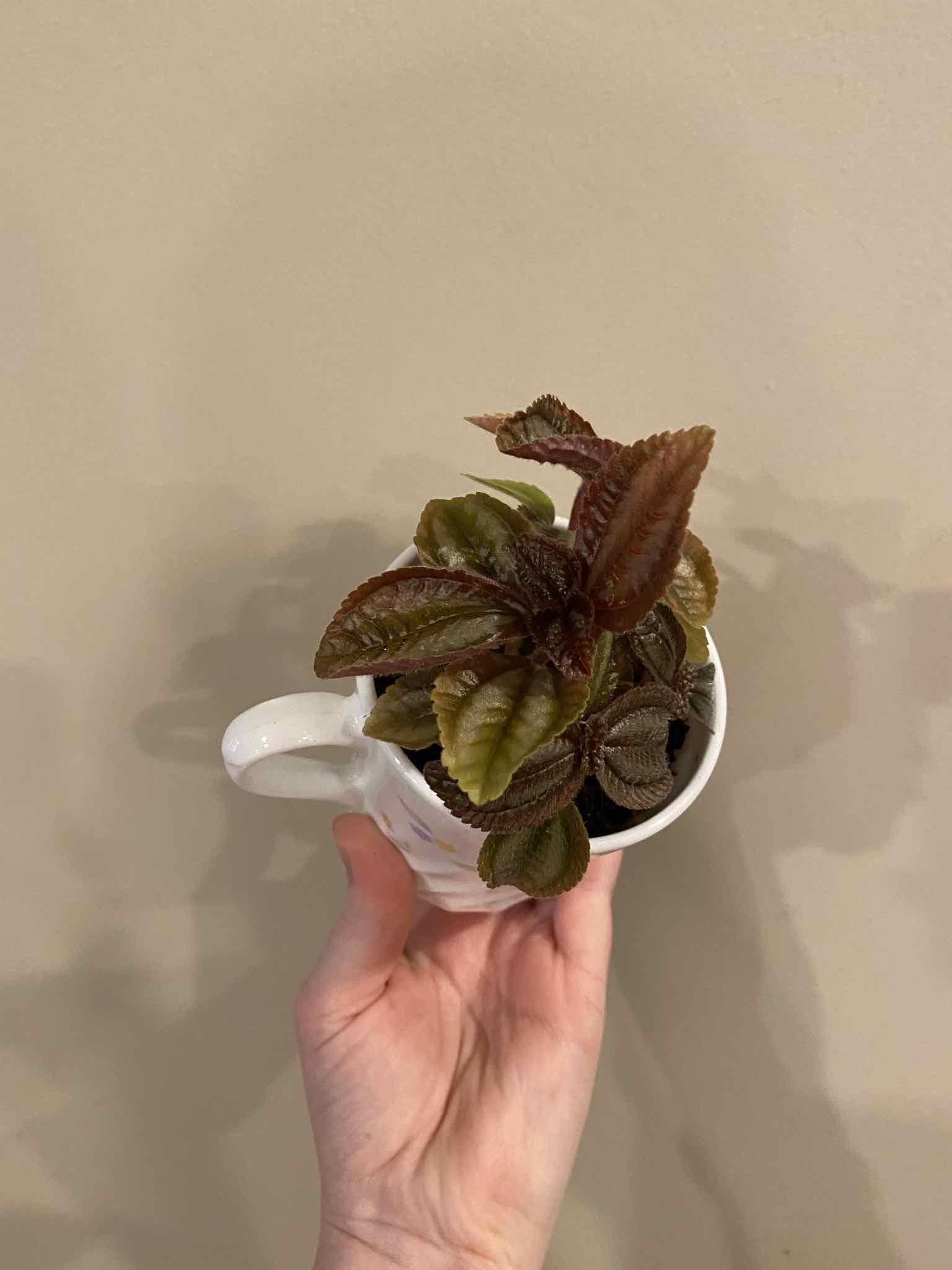 A healthy Pilea involucrata plant in a white mug, held by a hand.