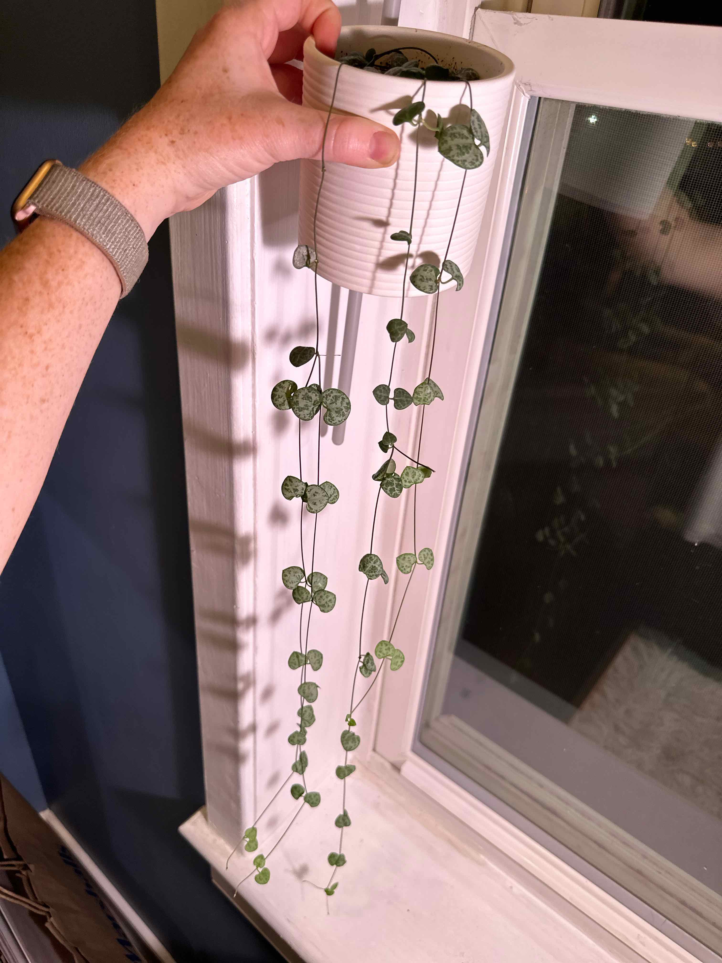 String of Hearts plant photo by @MeganO named Emerson on Greg, the plant care app.