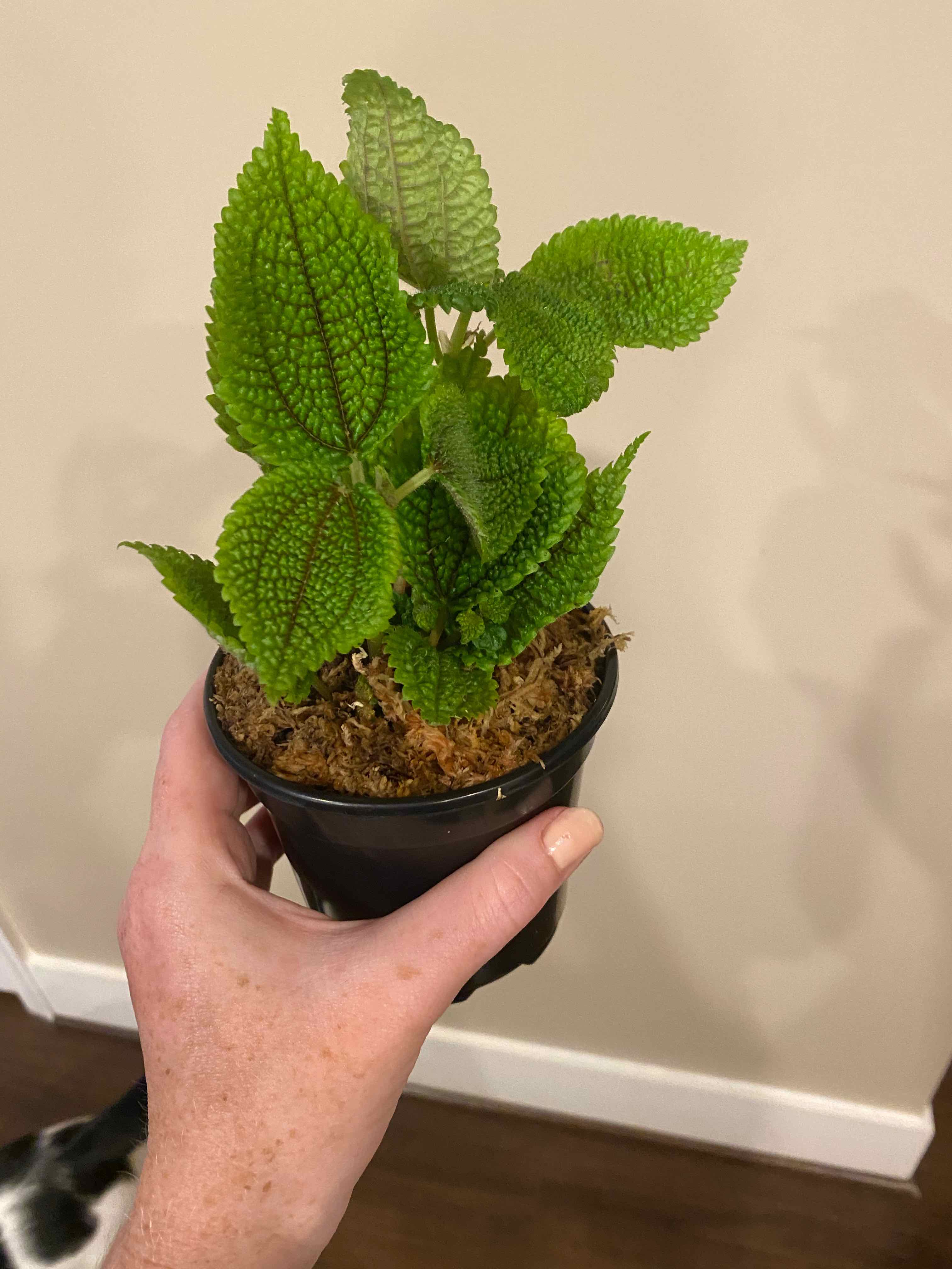 Pilea 'Moon Valley' plant in a small pot held by a hand, with vibrant green leaves.