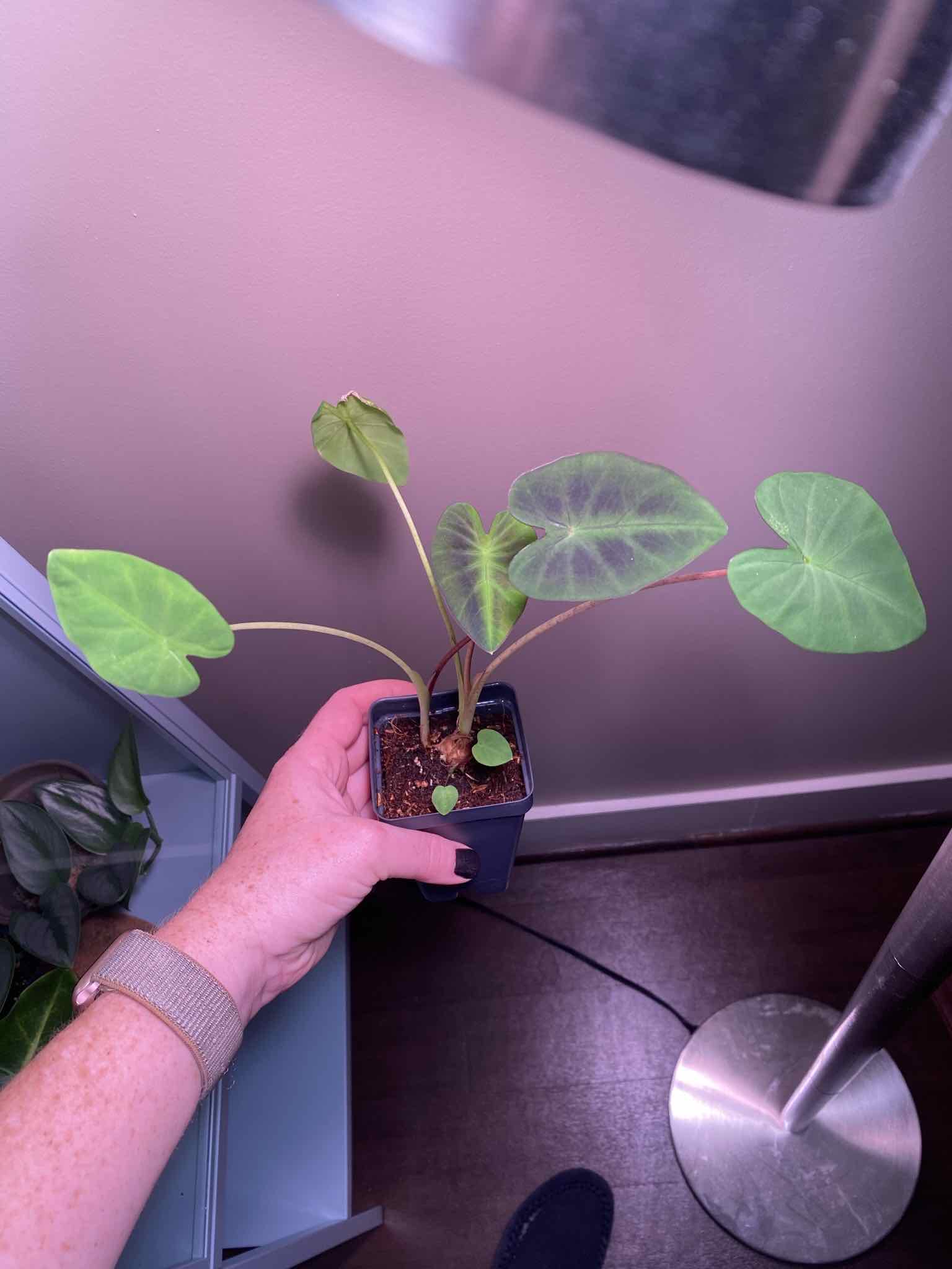 Colocasia 'Black Beauty' plant in a pot held by a hand, with visible soil and healthy green leaves.
