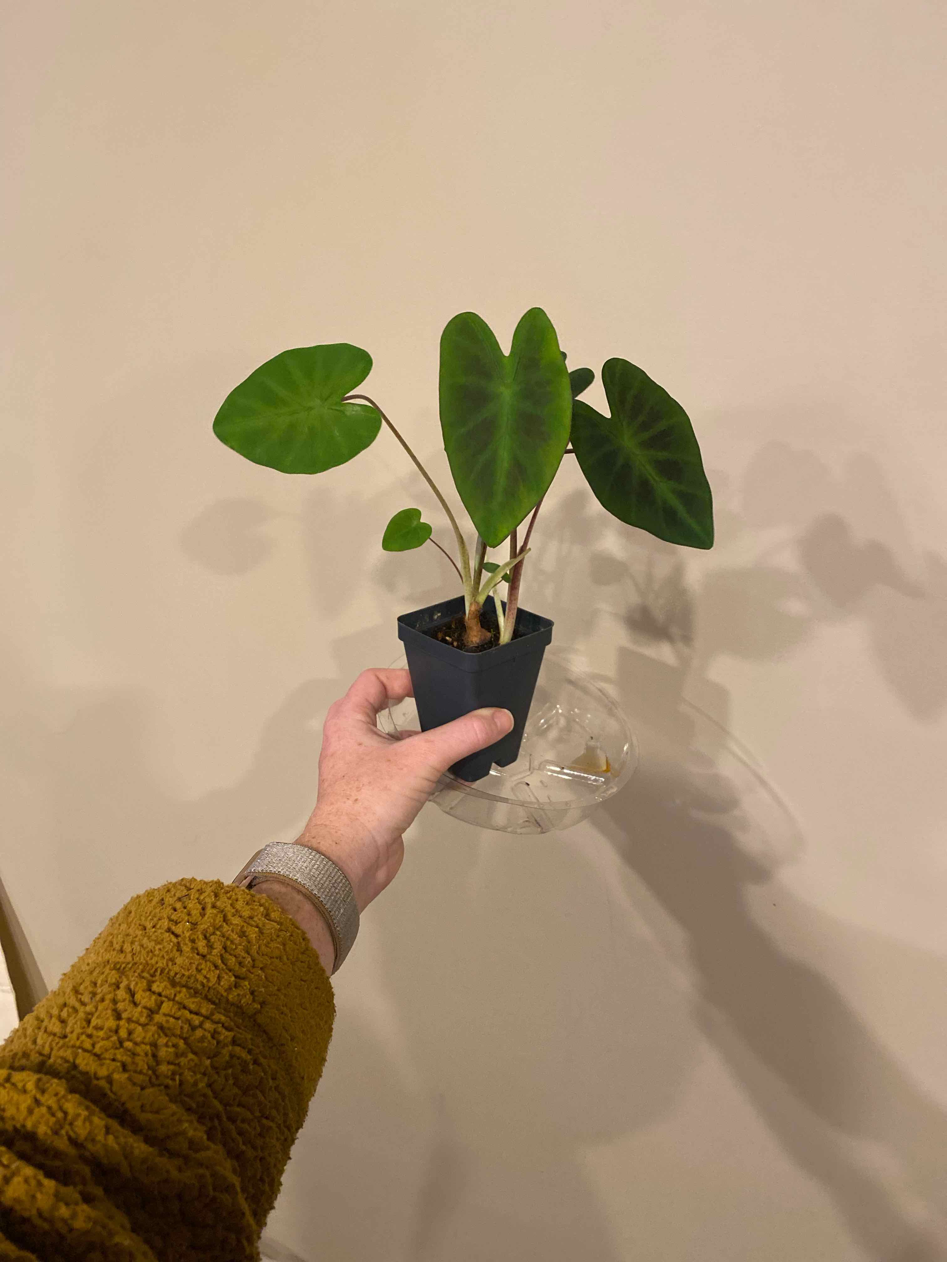 Colocasia 'Black Beauty' plant held by a hand, with healthy dark green leaves.