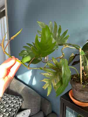 Philodendron mayoi plant photo by @MeganO named Mae on Greg, the plant care app.