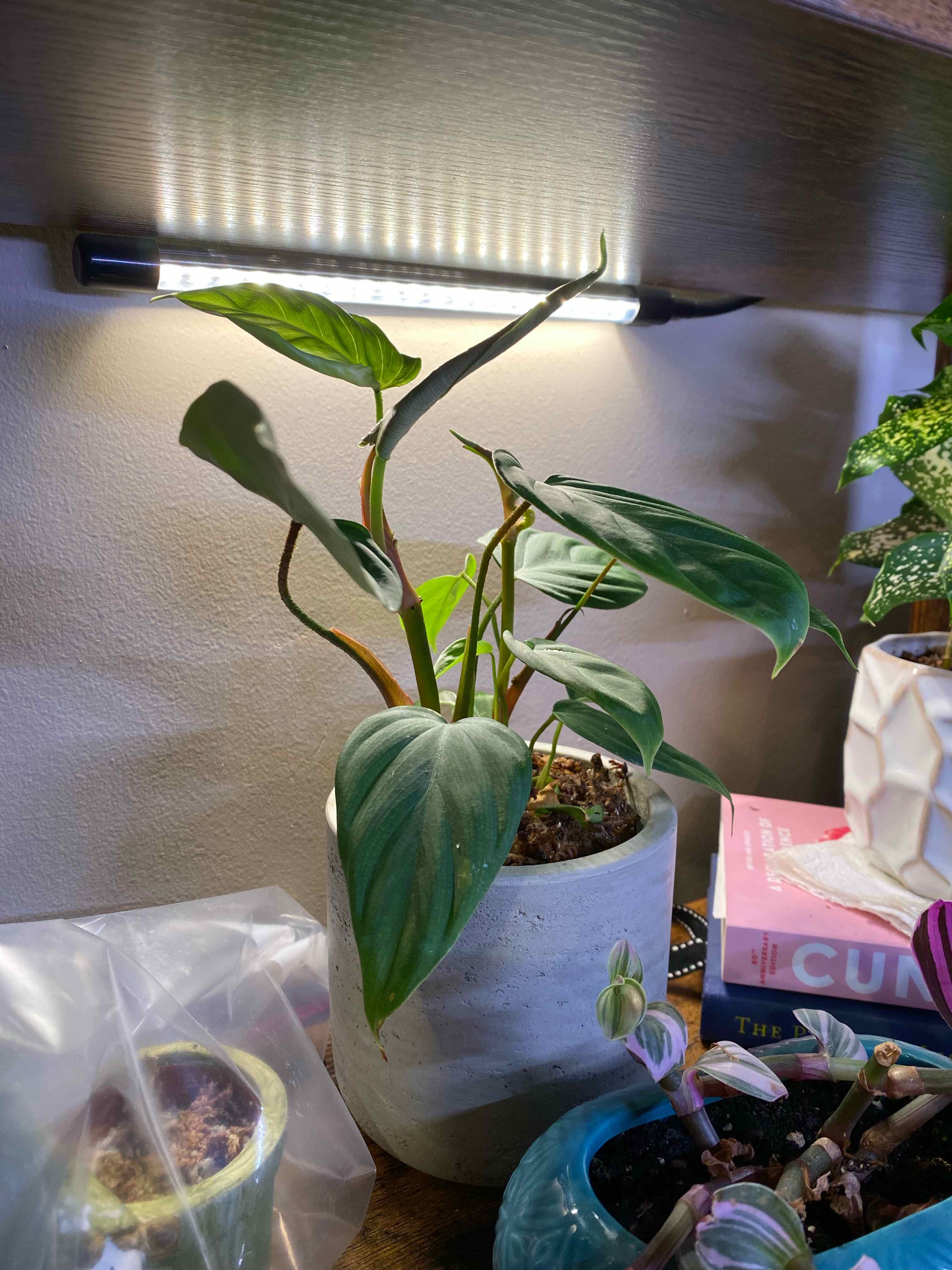 Philodendron nangaritense plant in a pot under a light source, with vibrant green leaves.