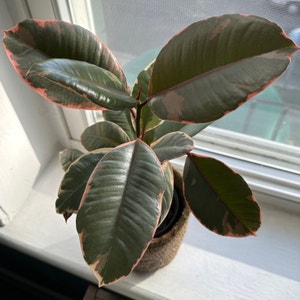Ficus 'Ruby' plant photo by @MeganO named Ruby on Greg, the plant care app.