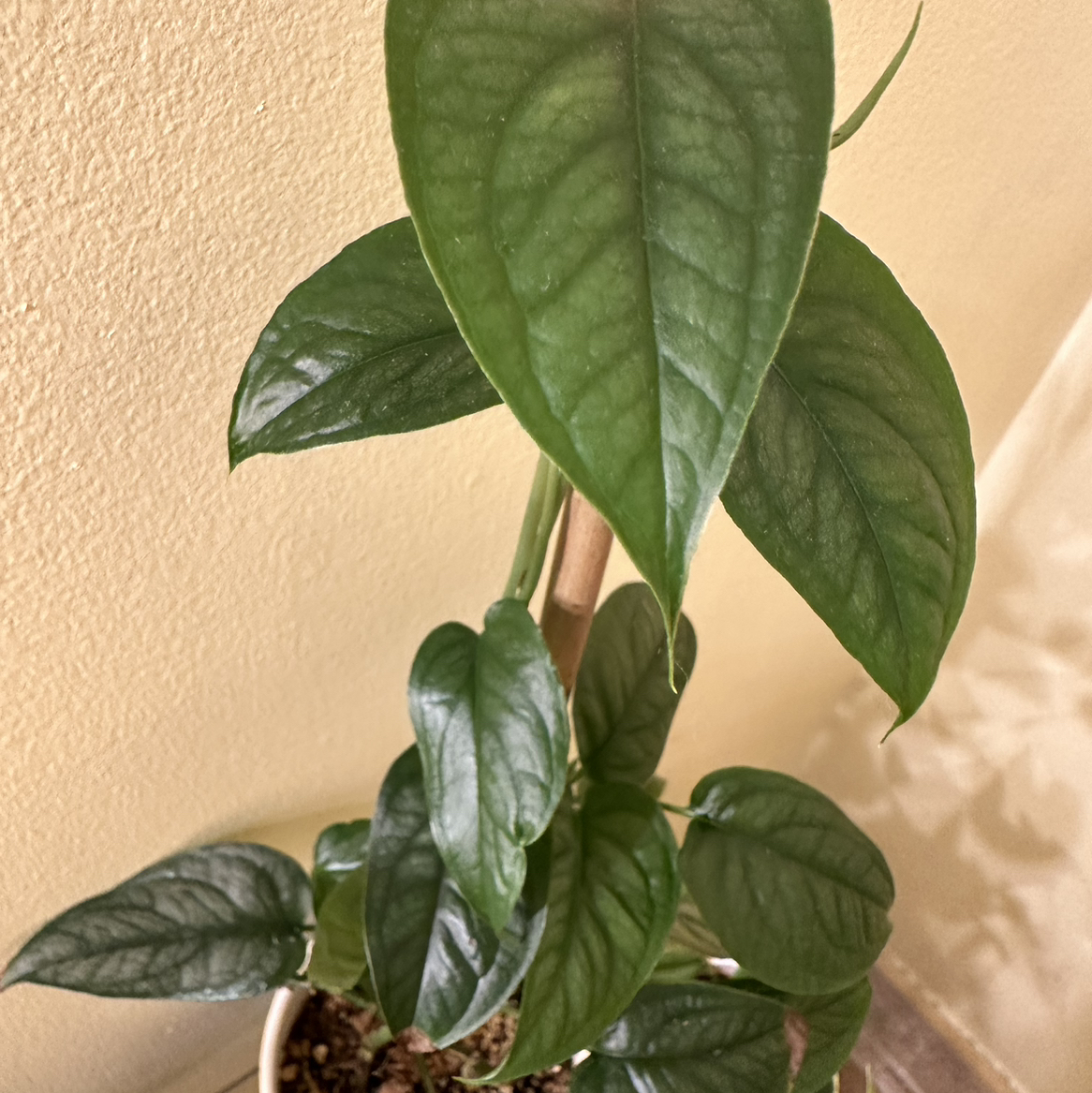 Silver Monstera plant photo by @MeganO named Sal on Greg, the plant care app.