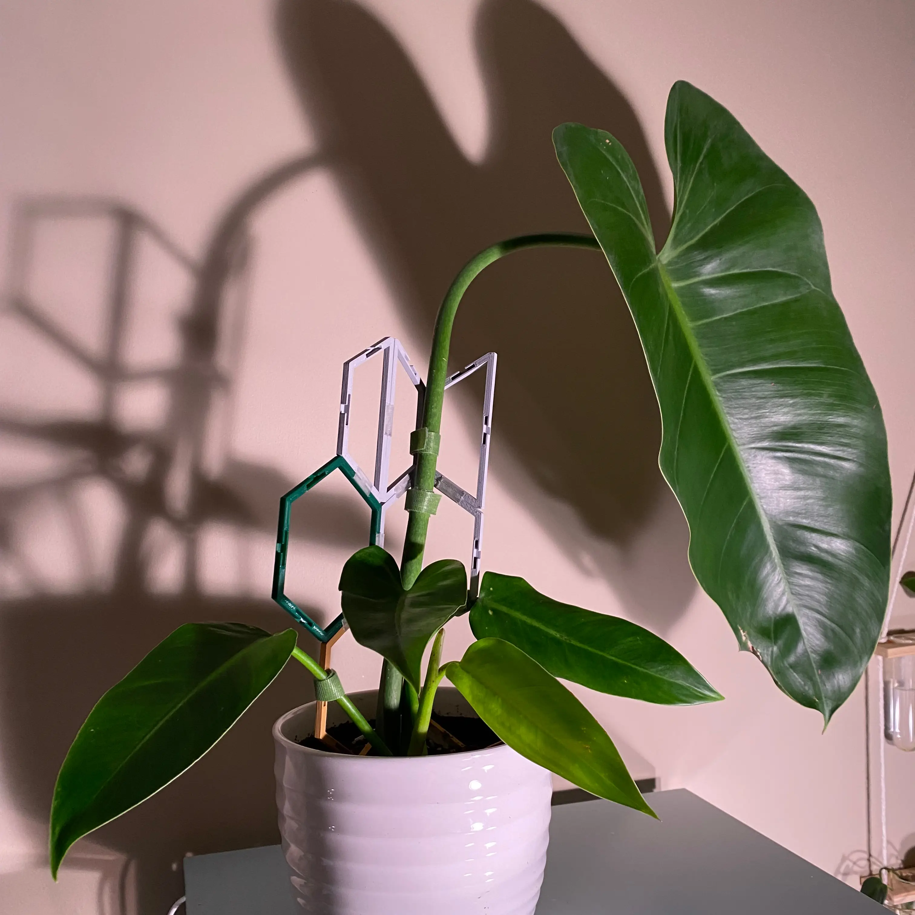 Spadeleaf Philodendron plant photo by @MeganO named Russell on Greg, the plant care app.