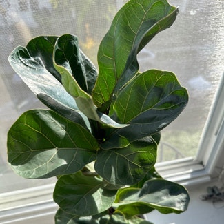 Dwarf Fiddle Leaf Fig plant in Washington, District of Columbia