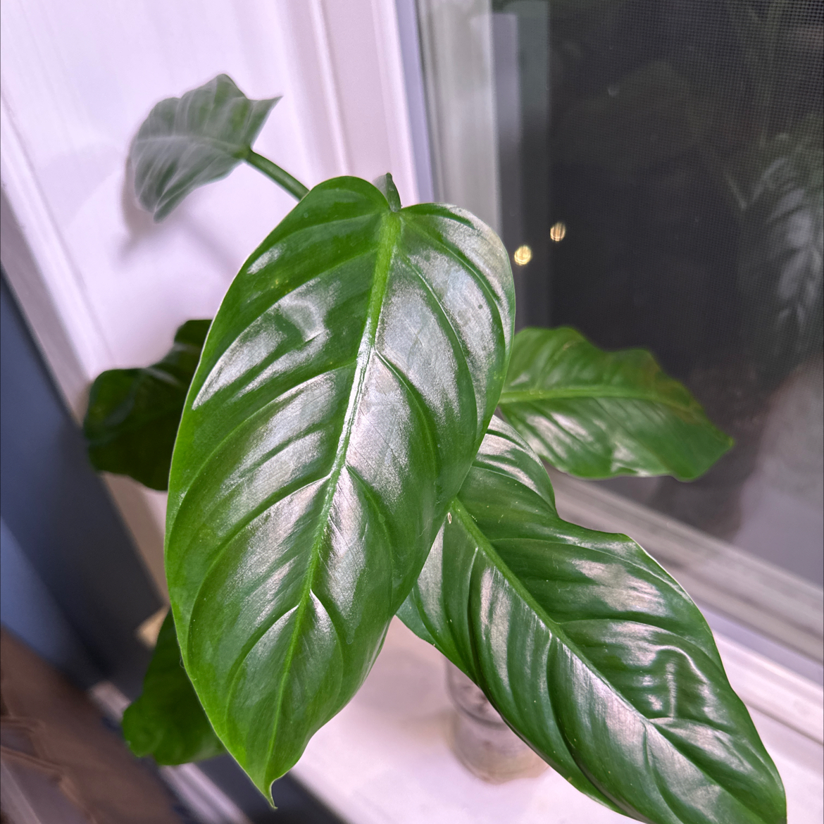 Philodendron subhastatum plant with glossy green leaves near a window.