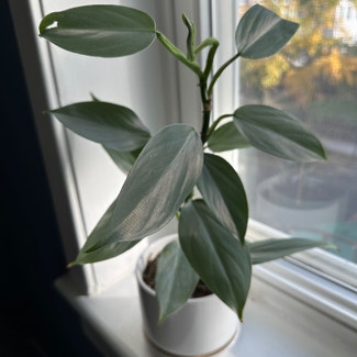 Silver Sword Philodendron plant in Washington, District of Columbia