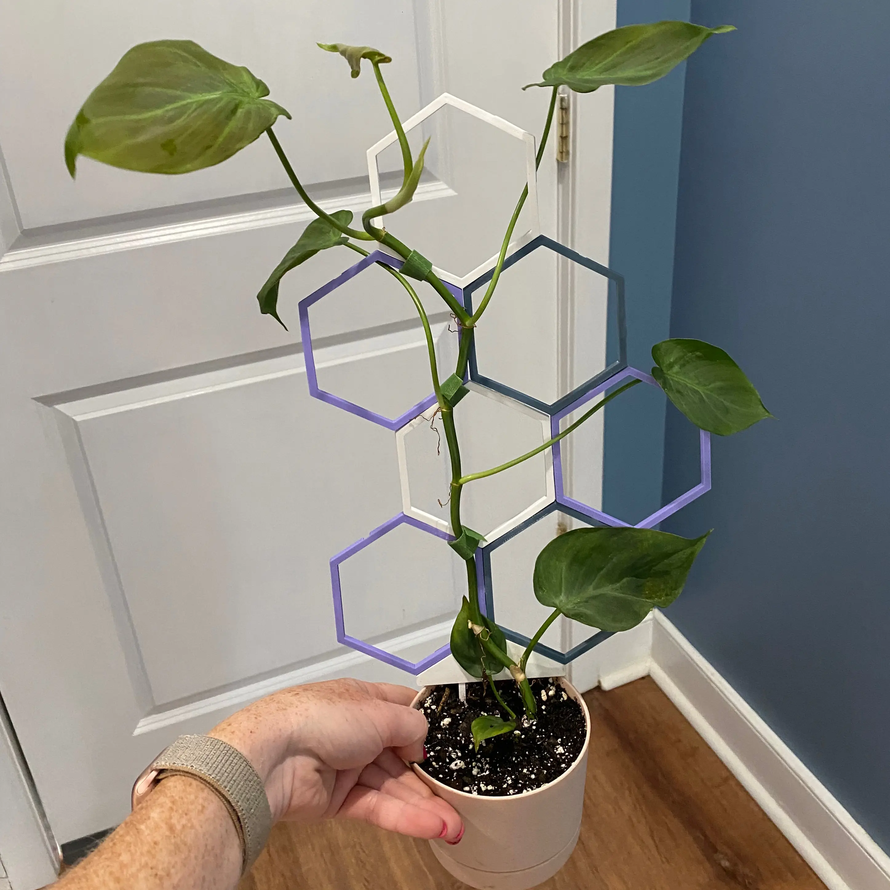Camposportoanum Velvet Shield plant in a pot with a hexagonal trellis, held by a hand.