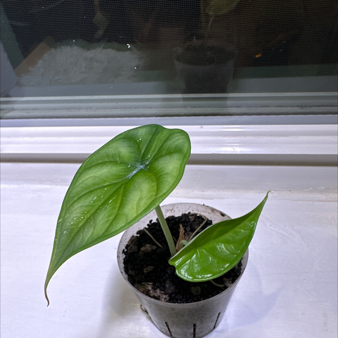 Potted Alocasia 'Dragon Scale' plant with two healthy leaves on a windowsill.