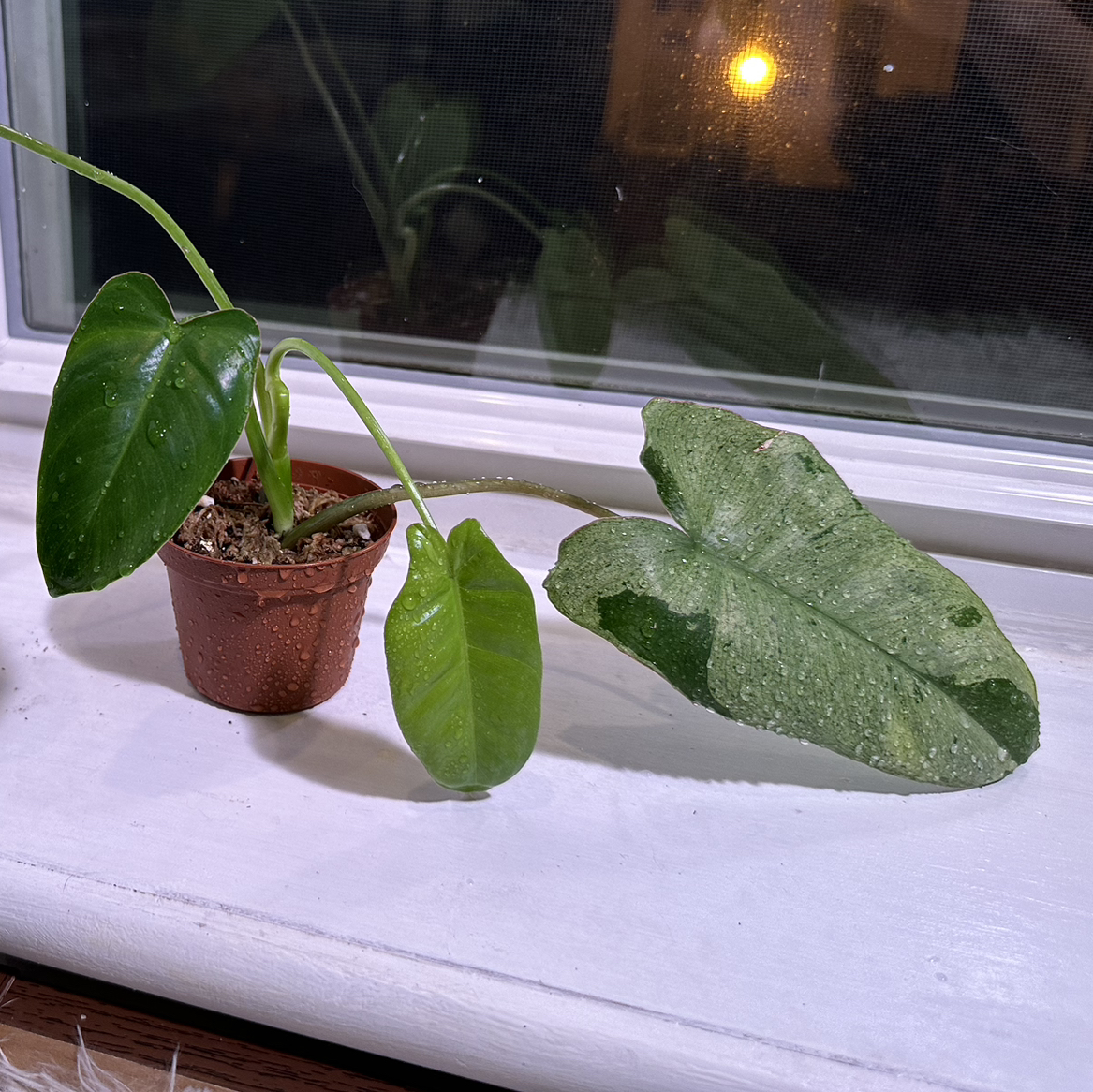 Paraiso Verde Philodendron plant in a small pot on a windowsill with visible soil.