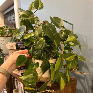 Philodendron Brasil plant in Washington, District of Columbia