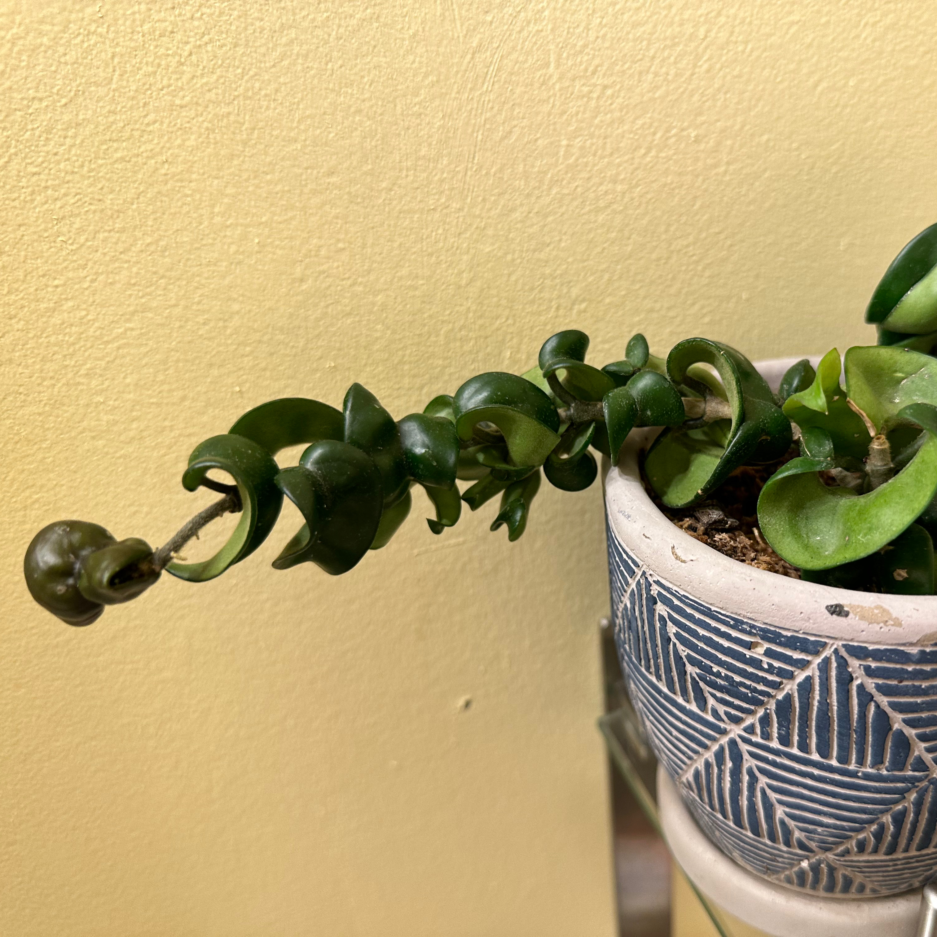 Hoya carnosa 'Compacta' plant photo by @MeganO named Francisco on Greg, the plant care app.