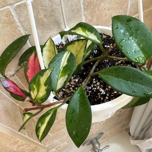 How to Care for Hoya Carnosa Tricolor