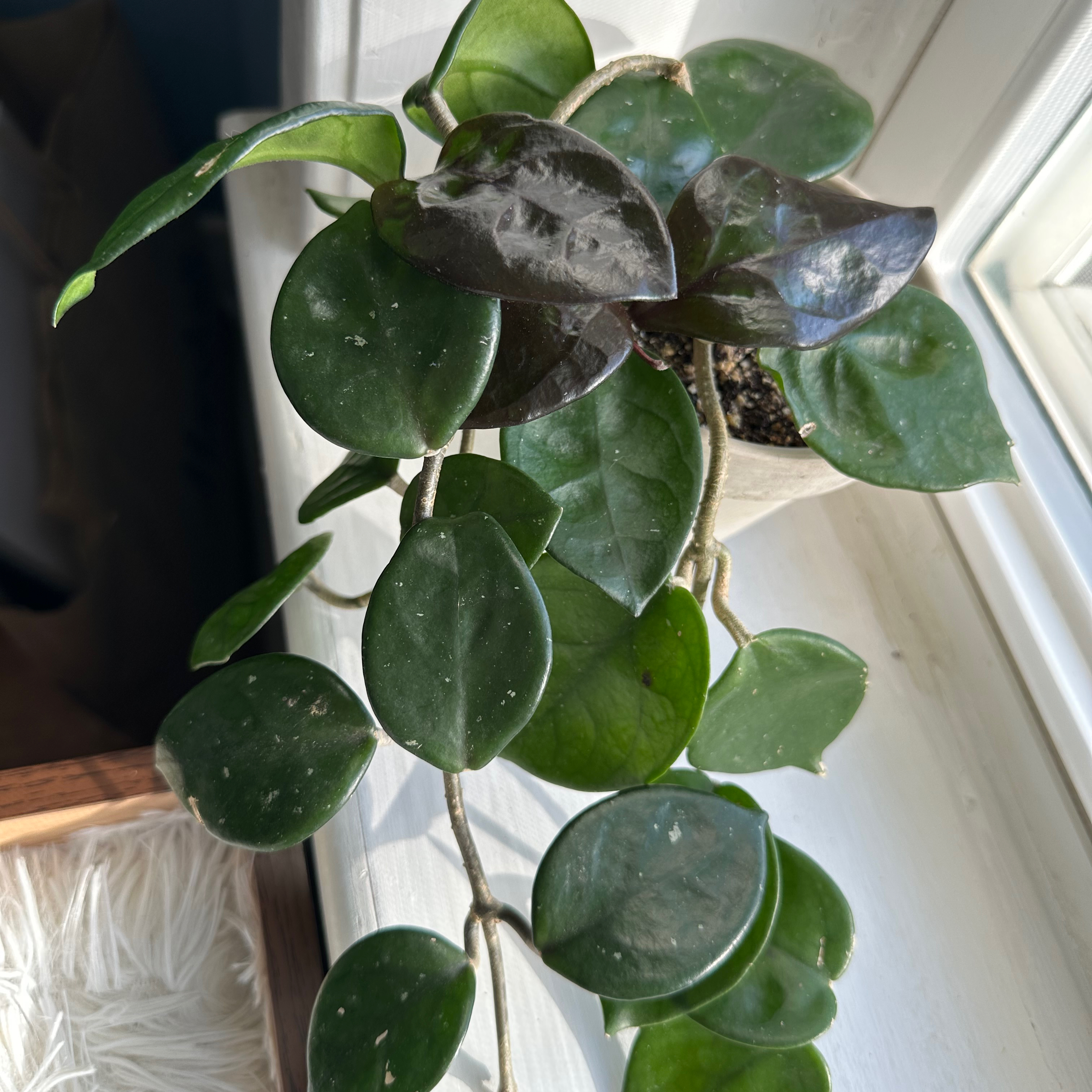 Chelsea Hoya plant with healthy green leaves near a window.