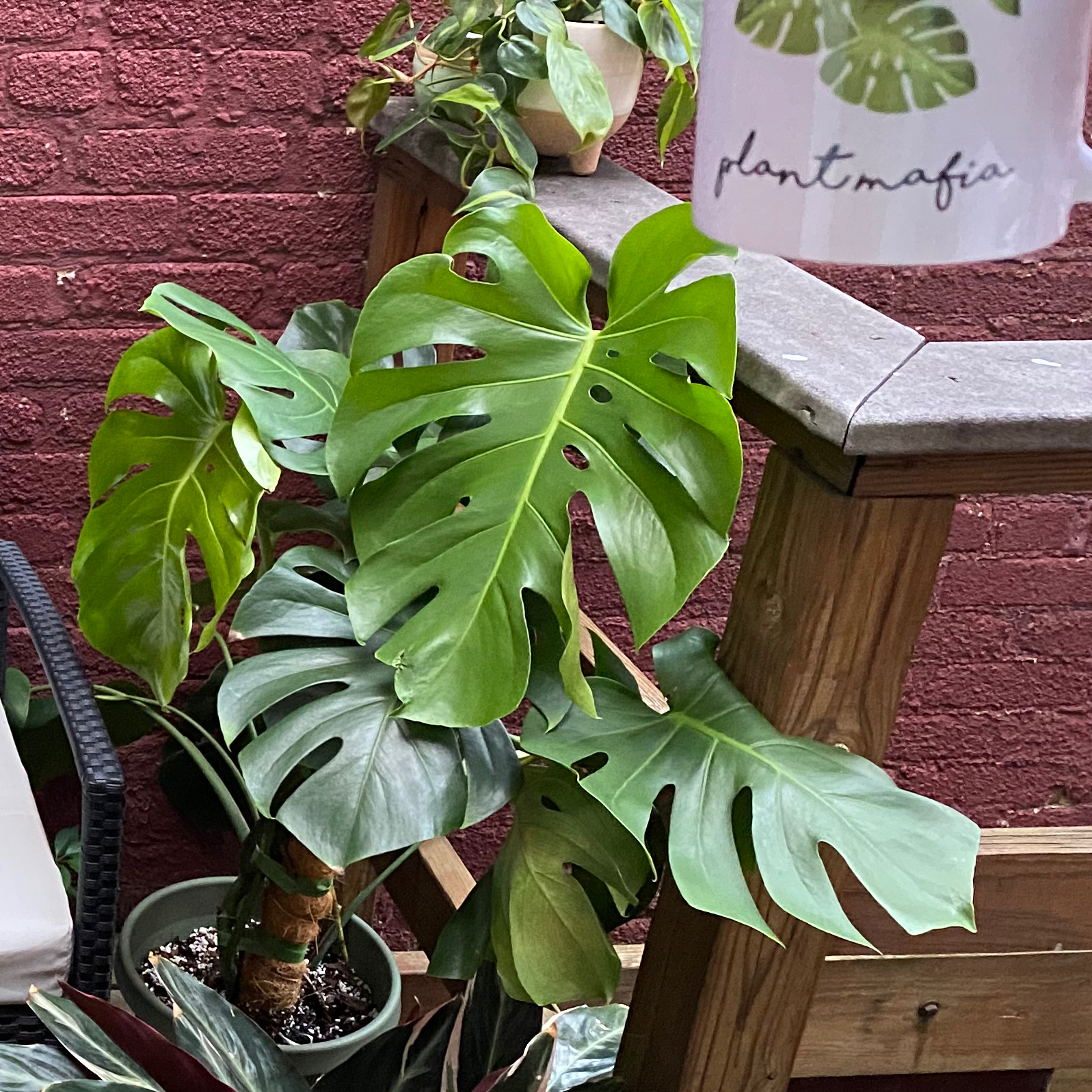 Monstera plant photo by @MeganO named Dorothy on Greg, the plant care app.