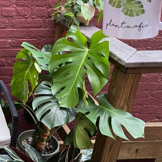 Monstera plant in Washington, District of Columbia