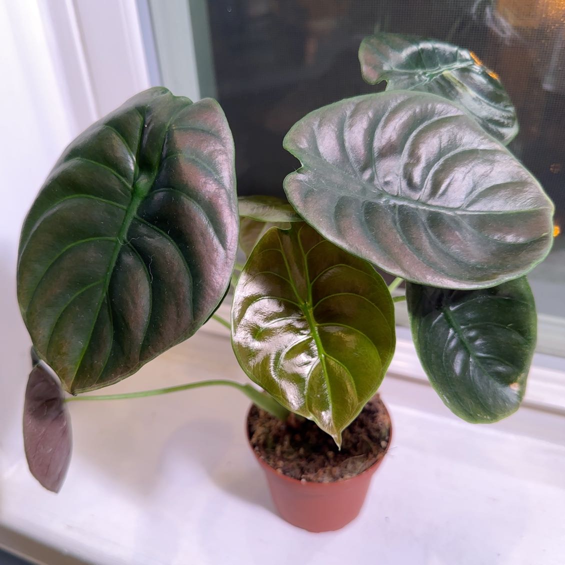 Jewel Alocasia plant with healthy, glossy leaves in a small pot on a windowsill.