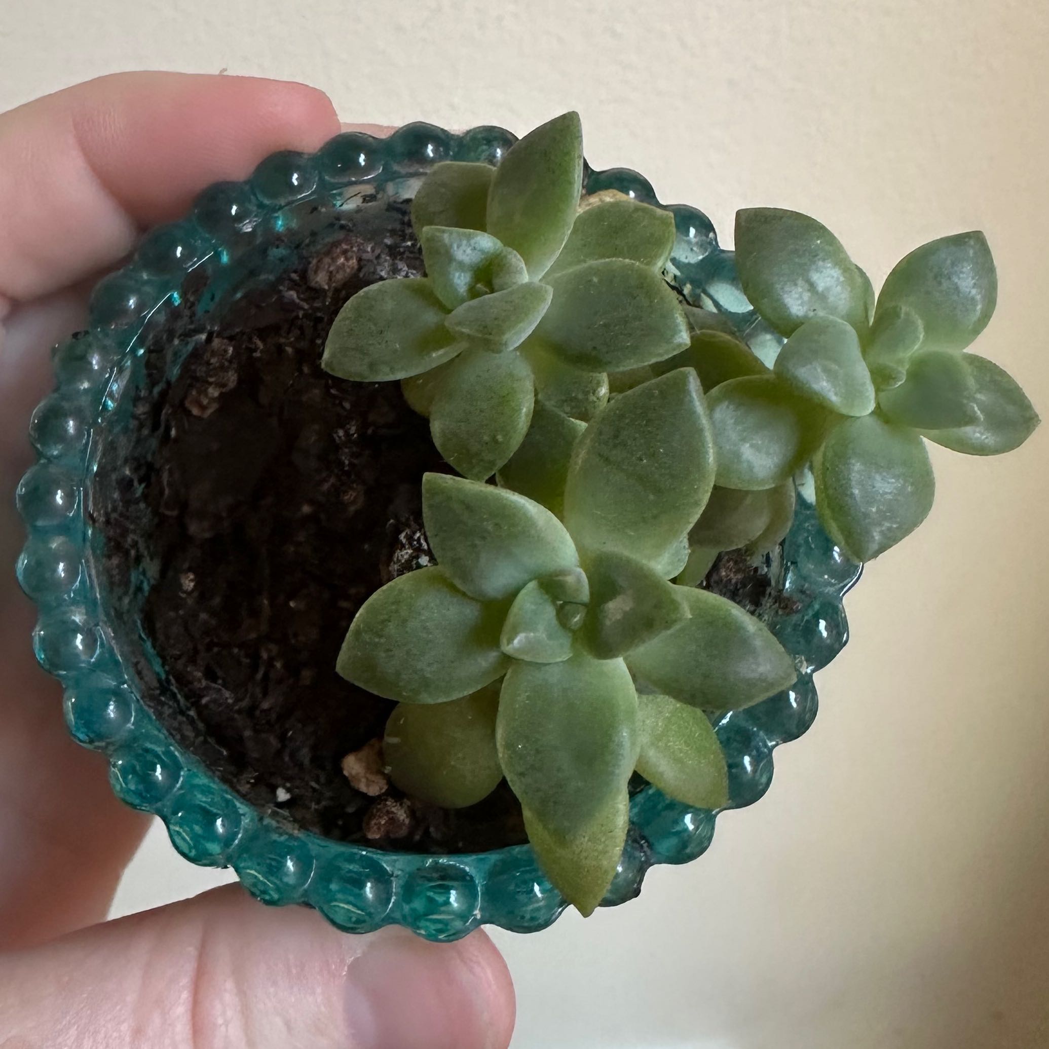 Palmer's Sedum plant in a decorative pot with visible soil, held by a hand.