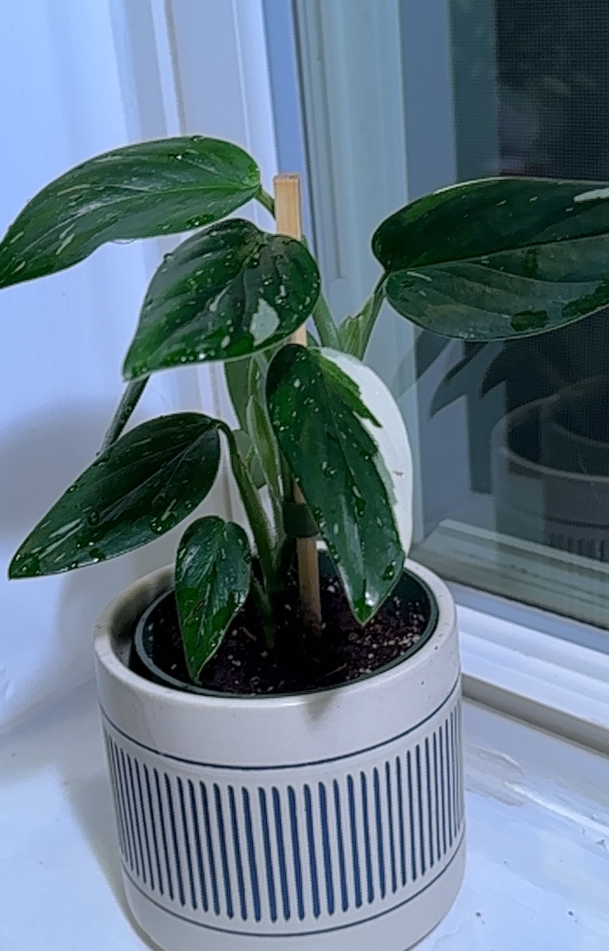 Potted Monstera Cobra plant with variegated leaves on a windowsill.