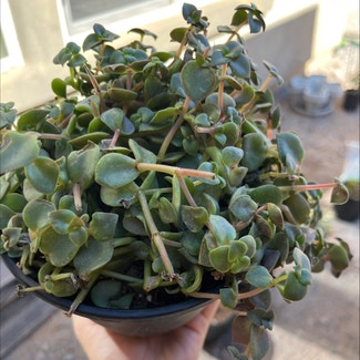 Crassula Pellucida plant in Gilbert, Arizona