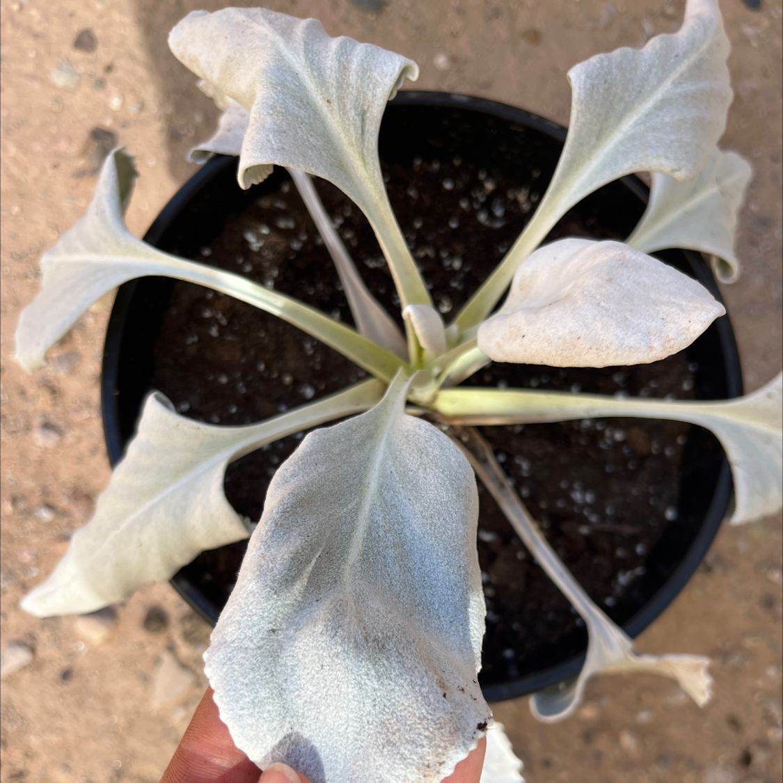 Potted Angel Wings Senecio plant with wilting leaves and visible soil. A hand is holding one leaf.