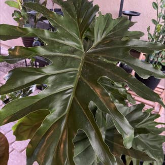 Split Leaf Philodendron plant in Gilbert, Arizona