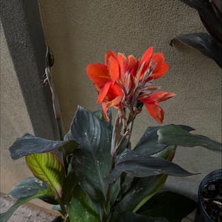 Canna Lily plant in Gilbert, Arizona