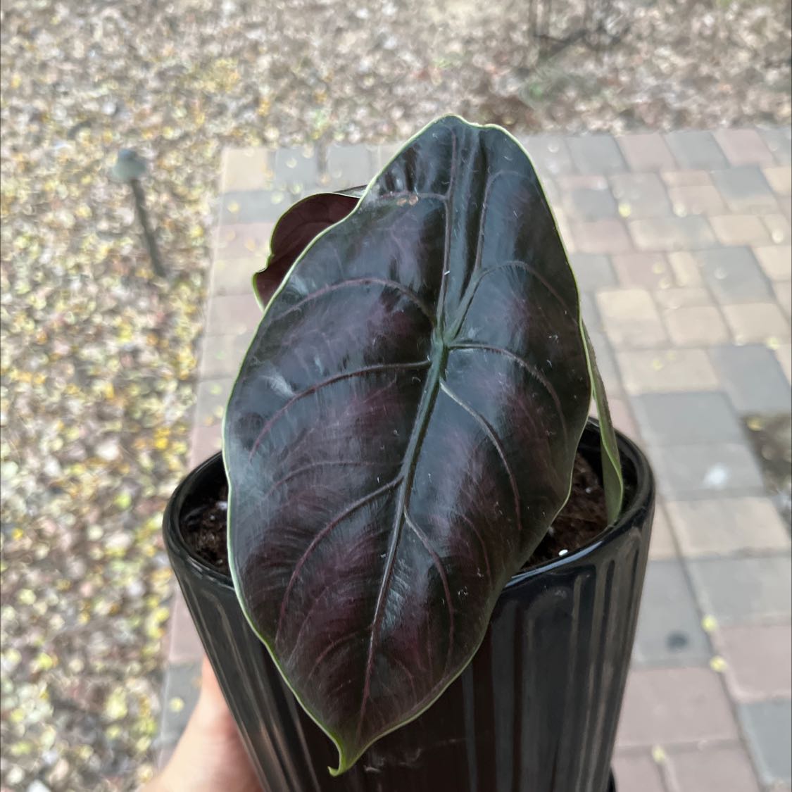 Potted Red Mambo plant with dark, glossy leaves held by a hand.