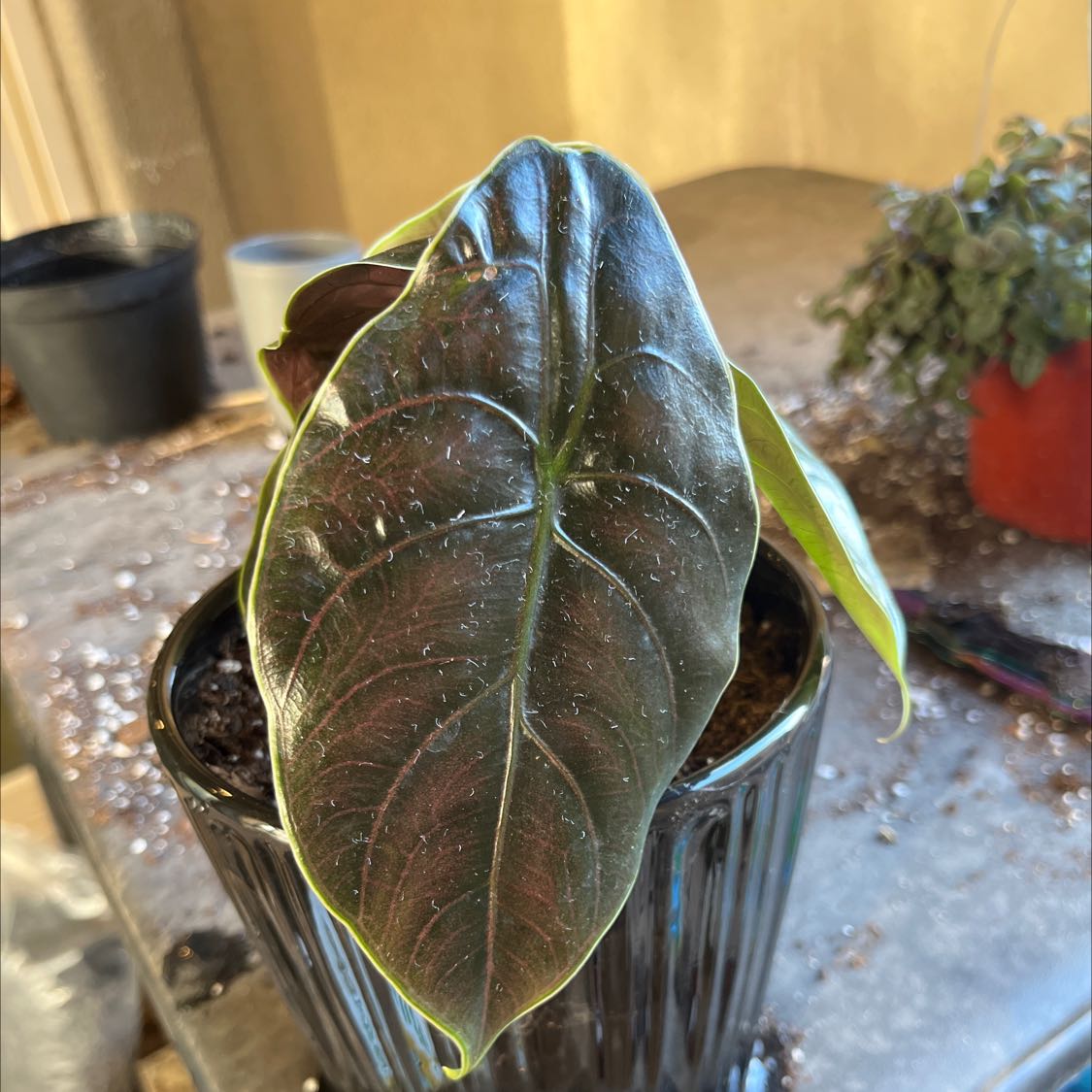 Red Mambo plant with dark green, glossy leaves in a black pot. Background includes another plant and gardening tools.