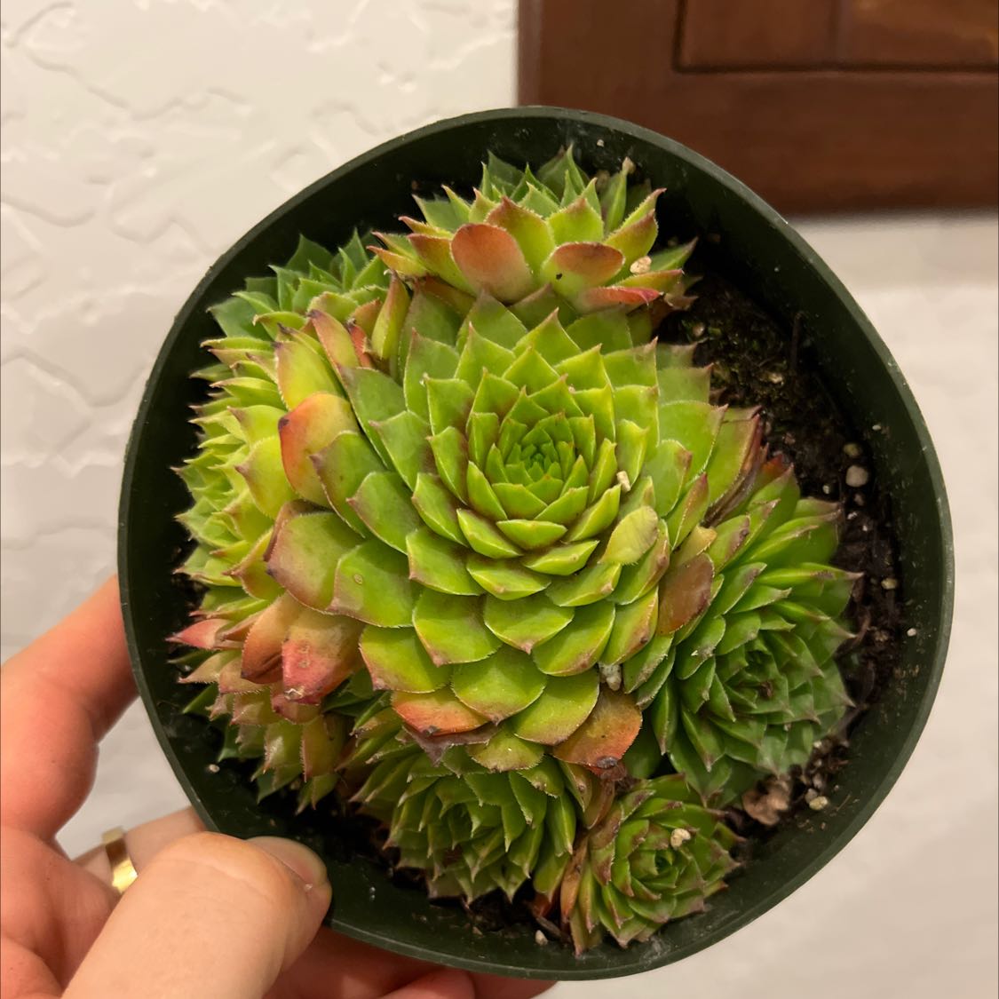 Photo of the plant species Hens and Chicks by @AZplantMama named Hen & chicks on Greg, the plant care app